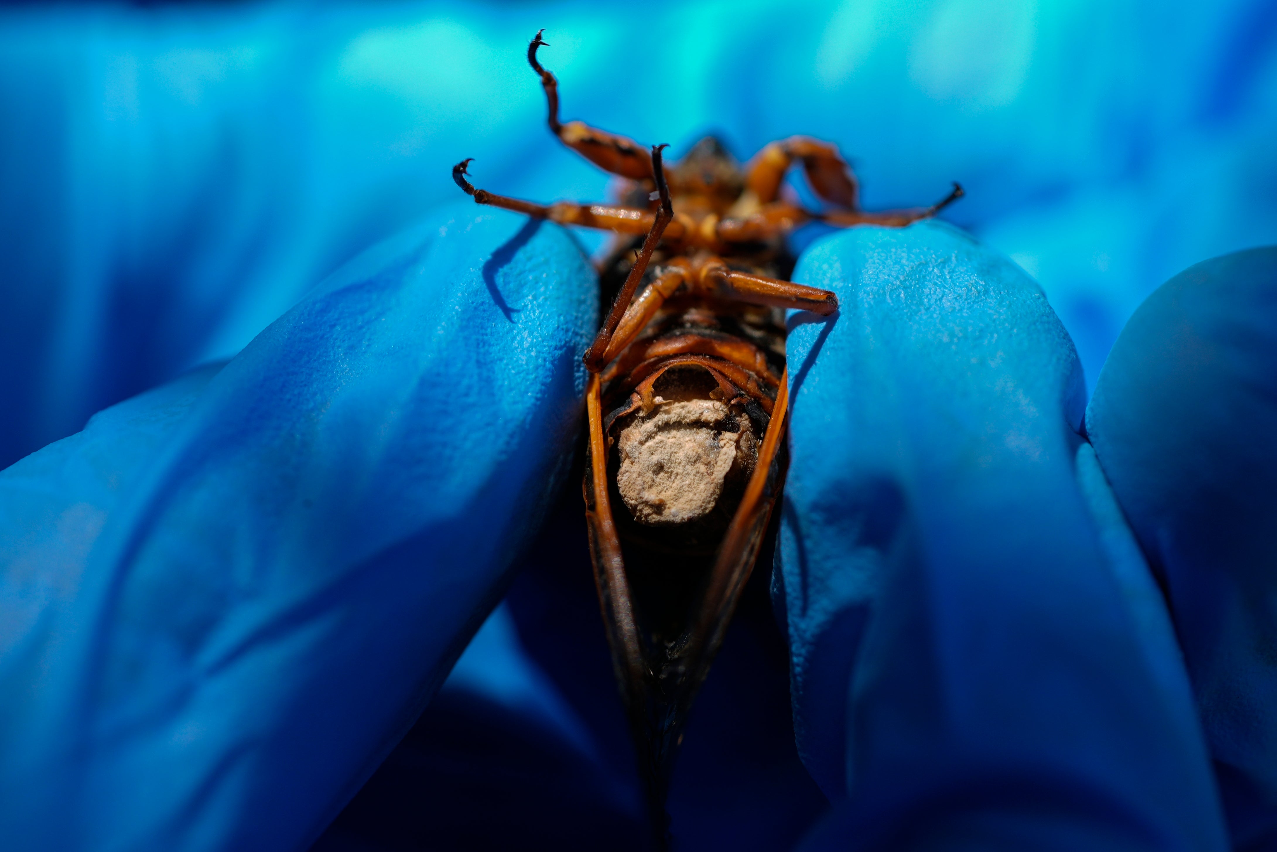 Cicada Invasion Zombie Fungus