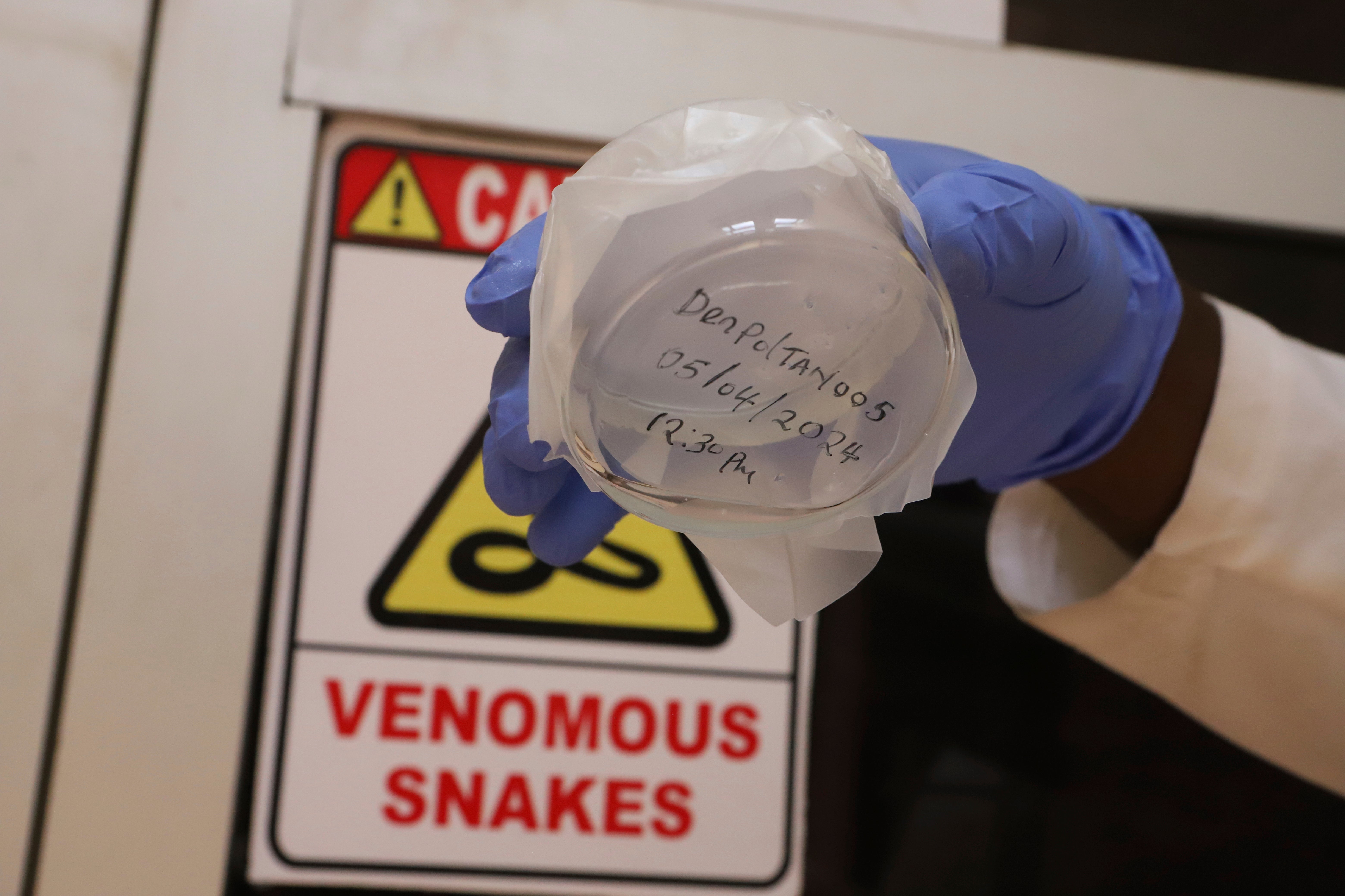 Kenya Snakes Antivenom