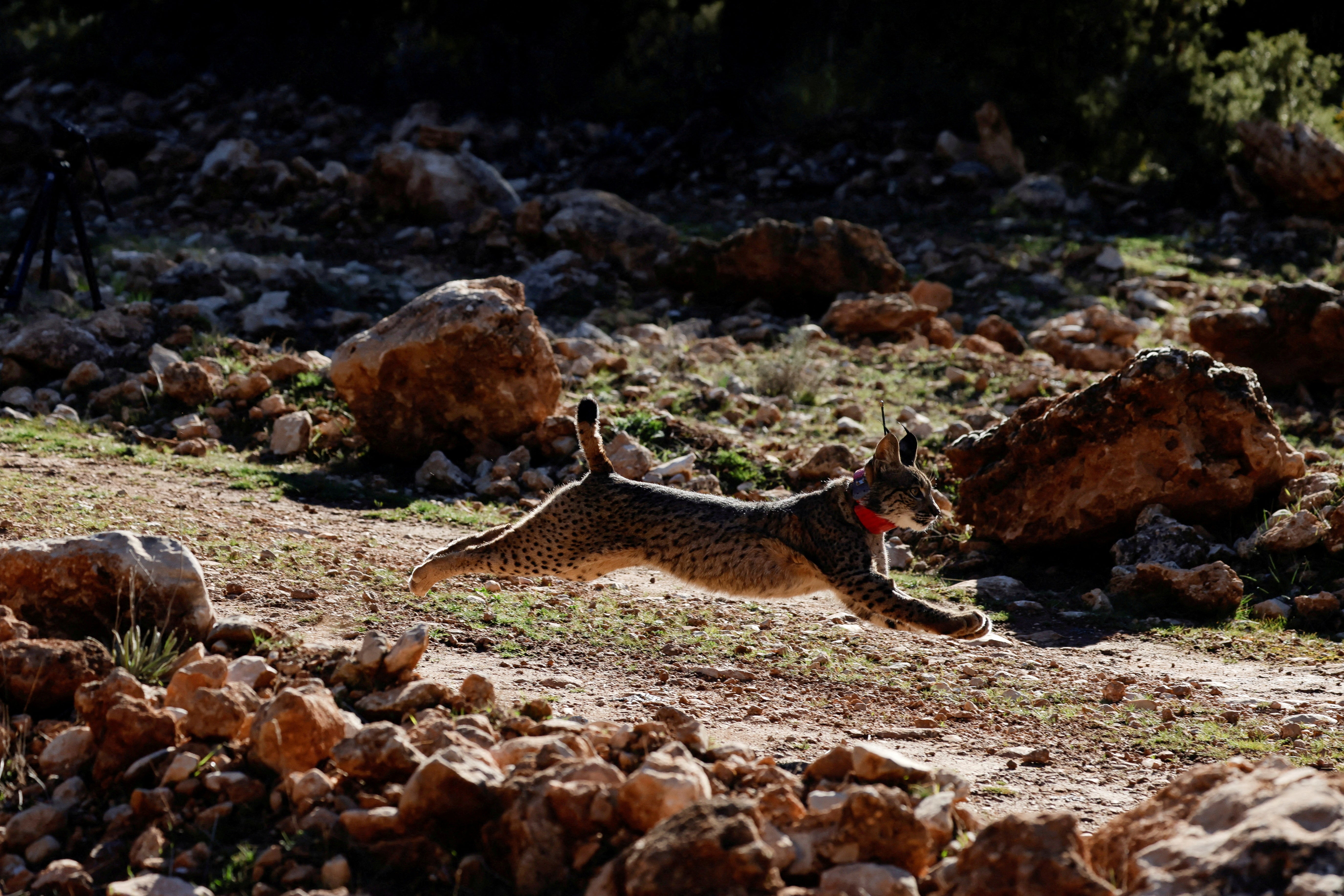 Urki, a male Iberian lynx, a feline in danger of extinction, is released earlier this year with four other lynxes as part of the European project ‘Life LynxConnect’ to recover this species, in the Arana mountain range, in Iznalloz, near Granada, southern Spain