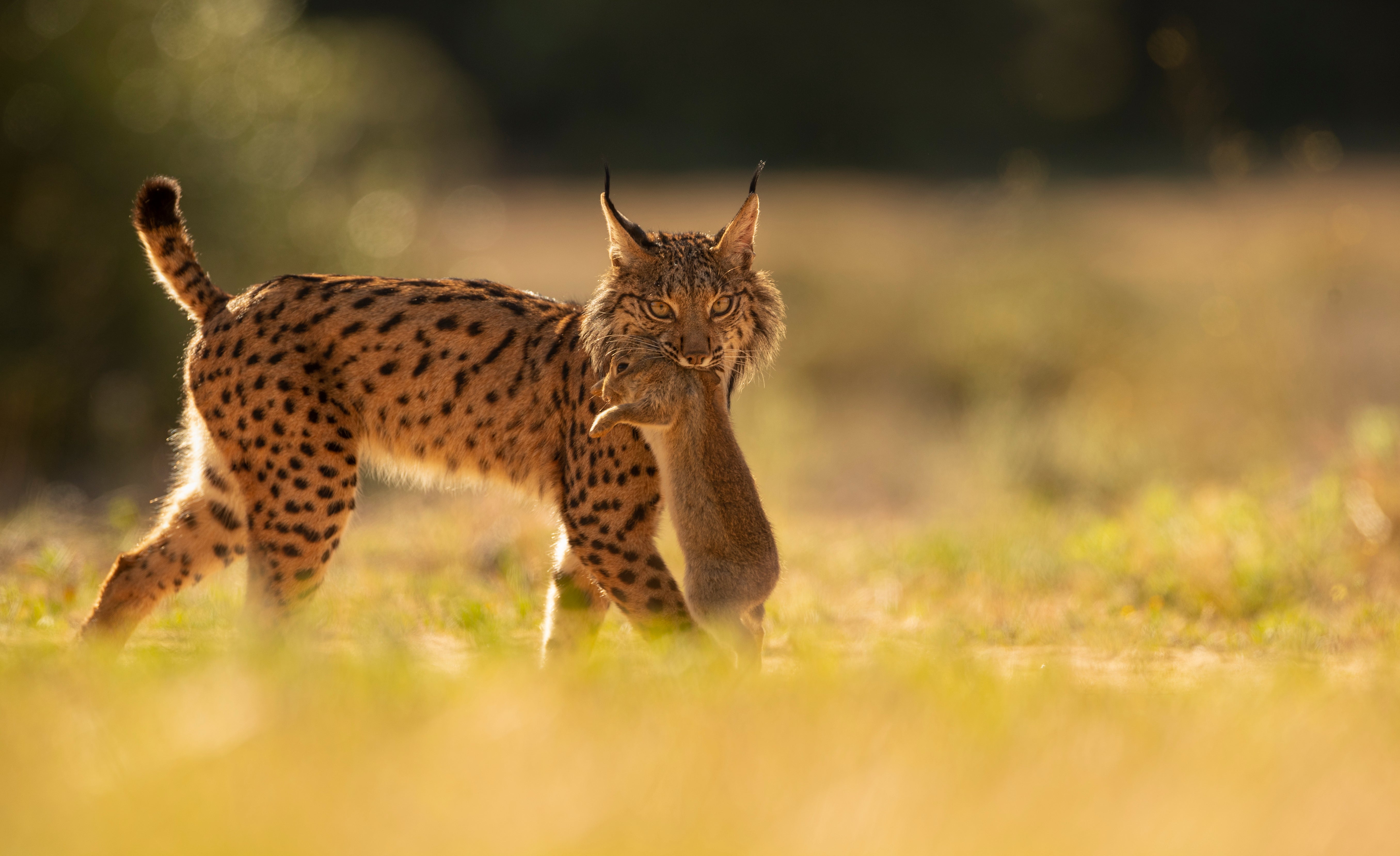 Spain Lynx Recovery