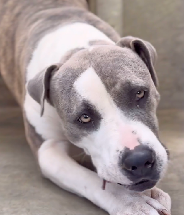 Sheba, pictured, was euthanized the same day LA Animal Control announced that all dogs with behavioral problems will be killed if not adopted or saved by an “authorized rescue group” within three days