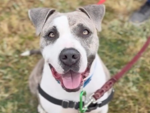 Two-year-old Sheba, pictured, was euthanized at a Los Angeles animal shelter just one hour before her new owner was set to rescue her