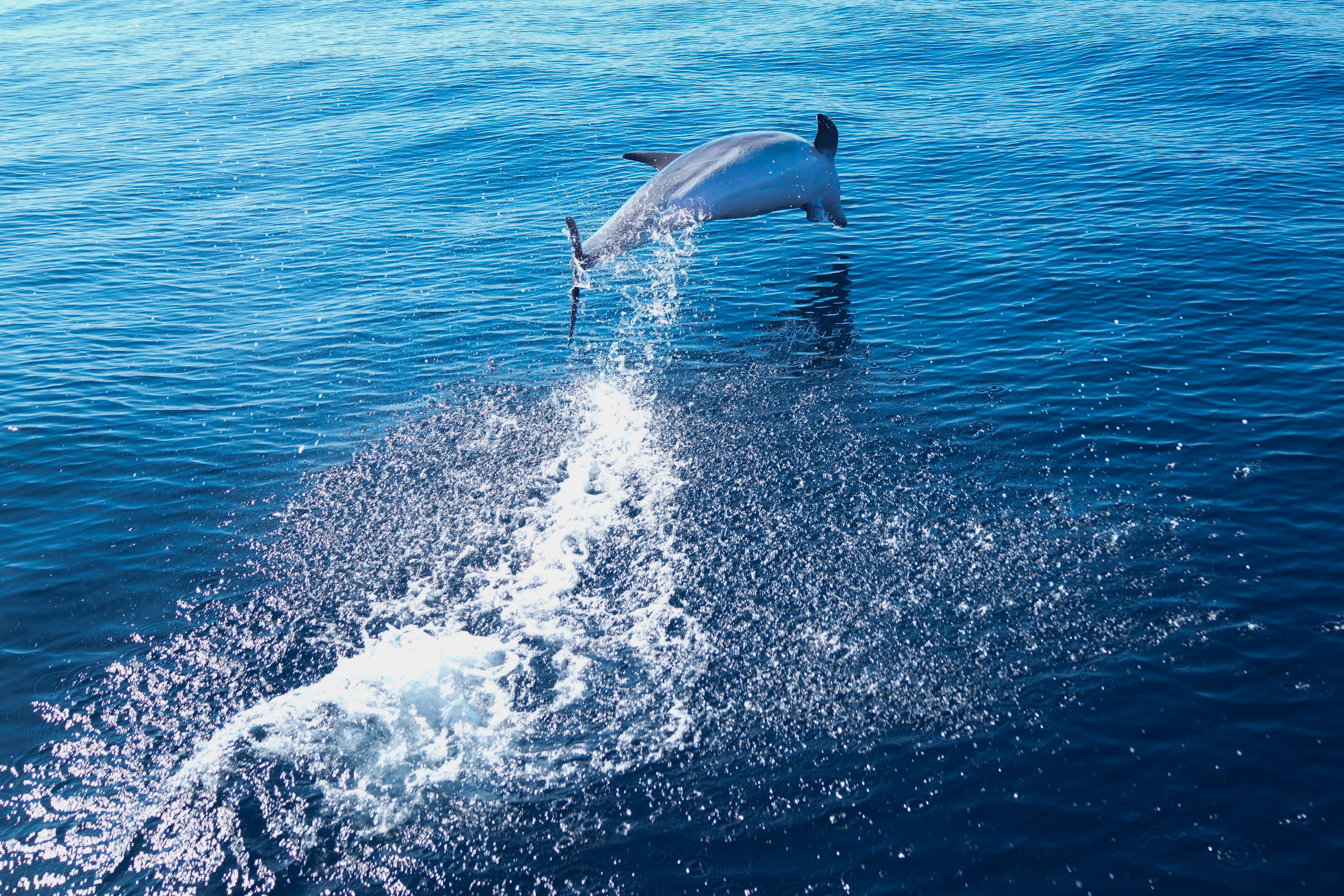 APTOPIX Brazil Whale Watching Tour
