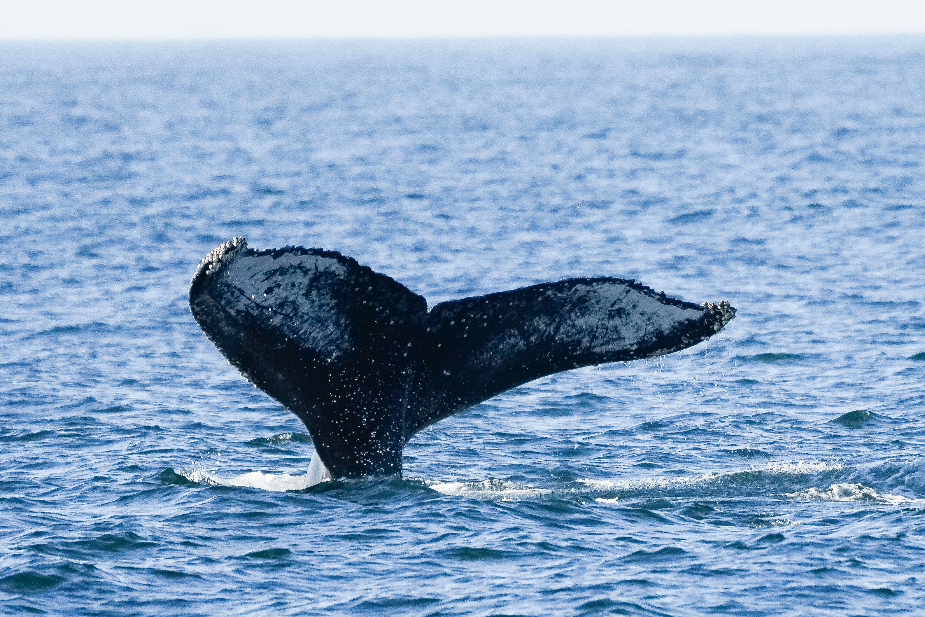 Brazil Whale Watching Tour