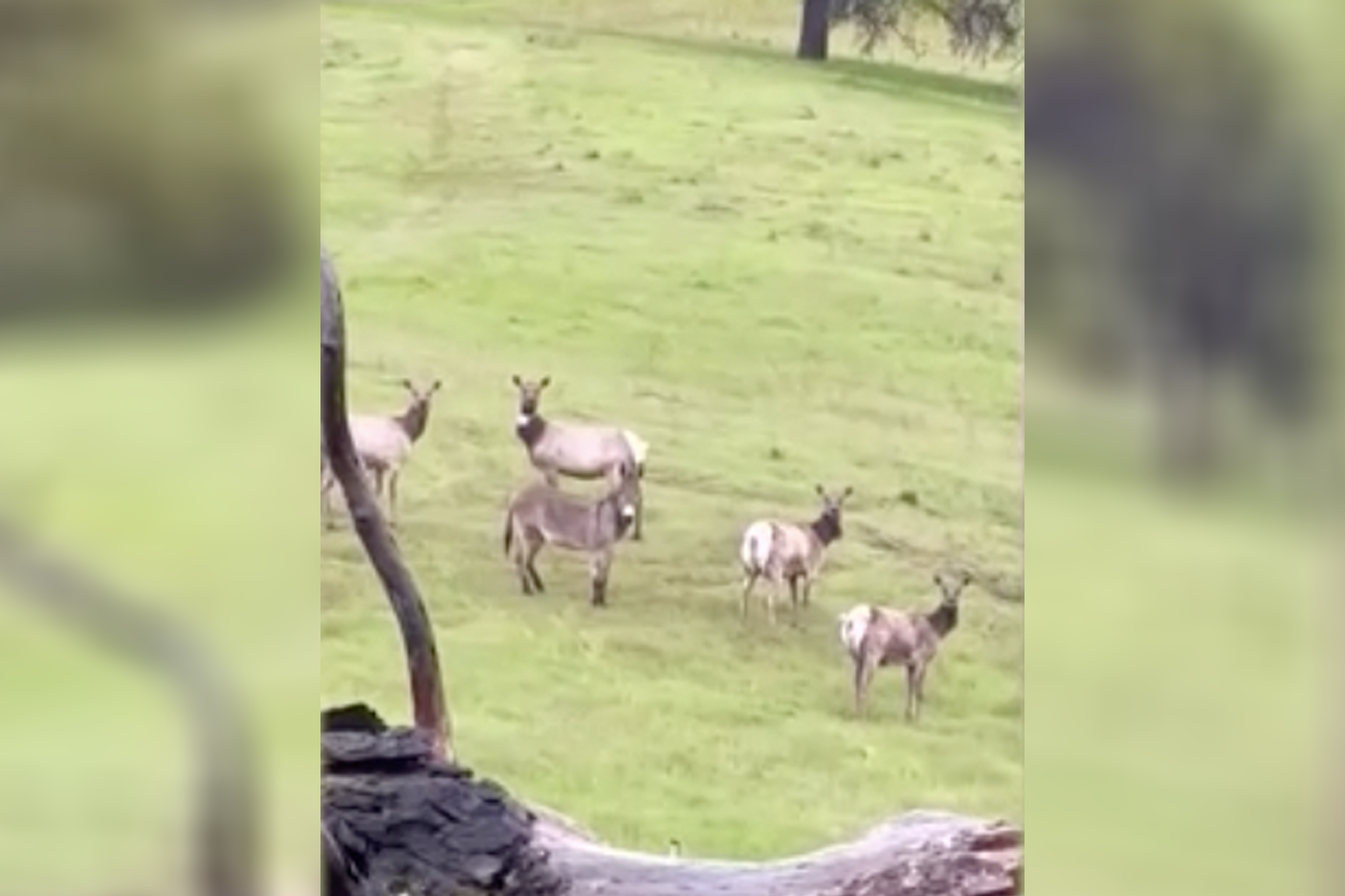 Diesel the donkey was spotted in March with a herd of wild elk. He went missing five years ago, his owner said