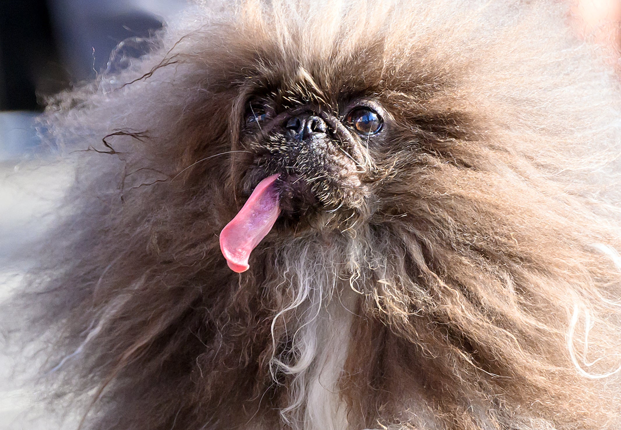 Loll-tongued Pekingese Wild Thang, 8, scooped the award