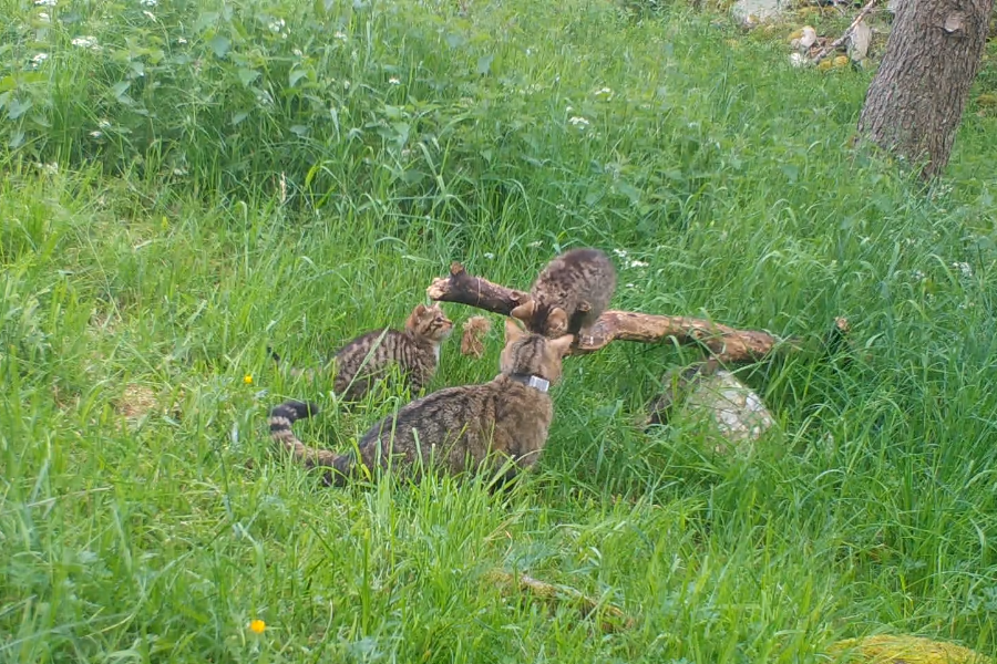 Wildcat kittens have been captured on camera (Saving Wildcats/PA)