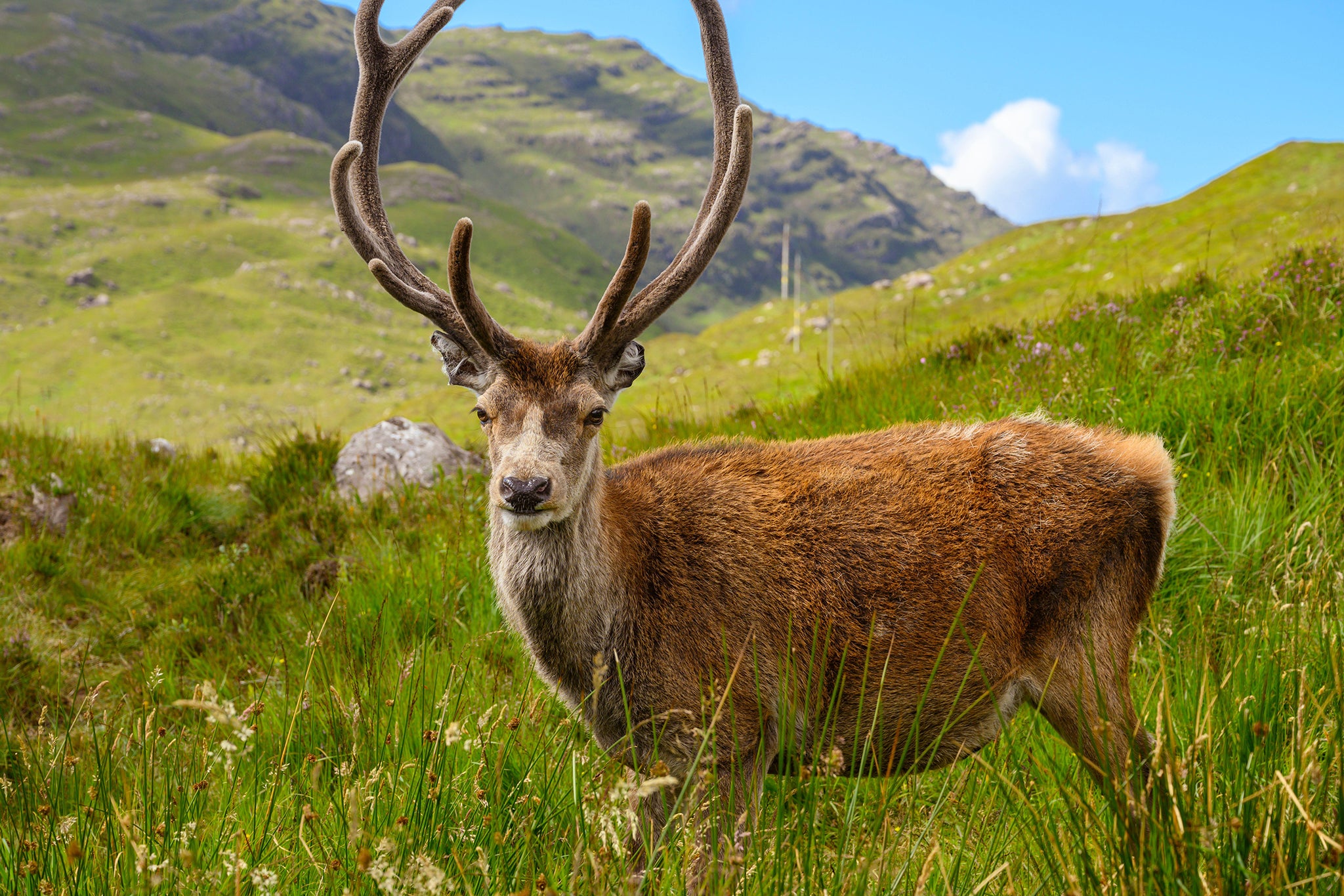 The National Trust for Scotland were forced to euthanise ‘local legend’ Callum