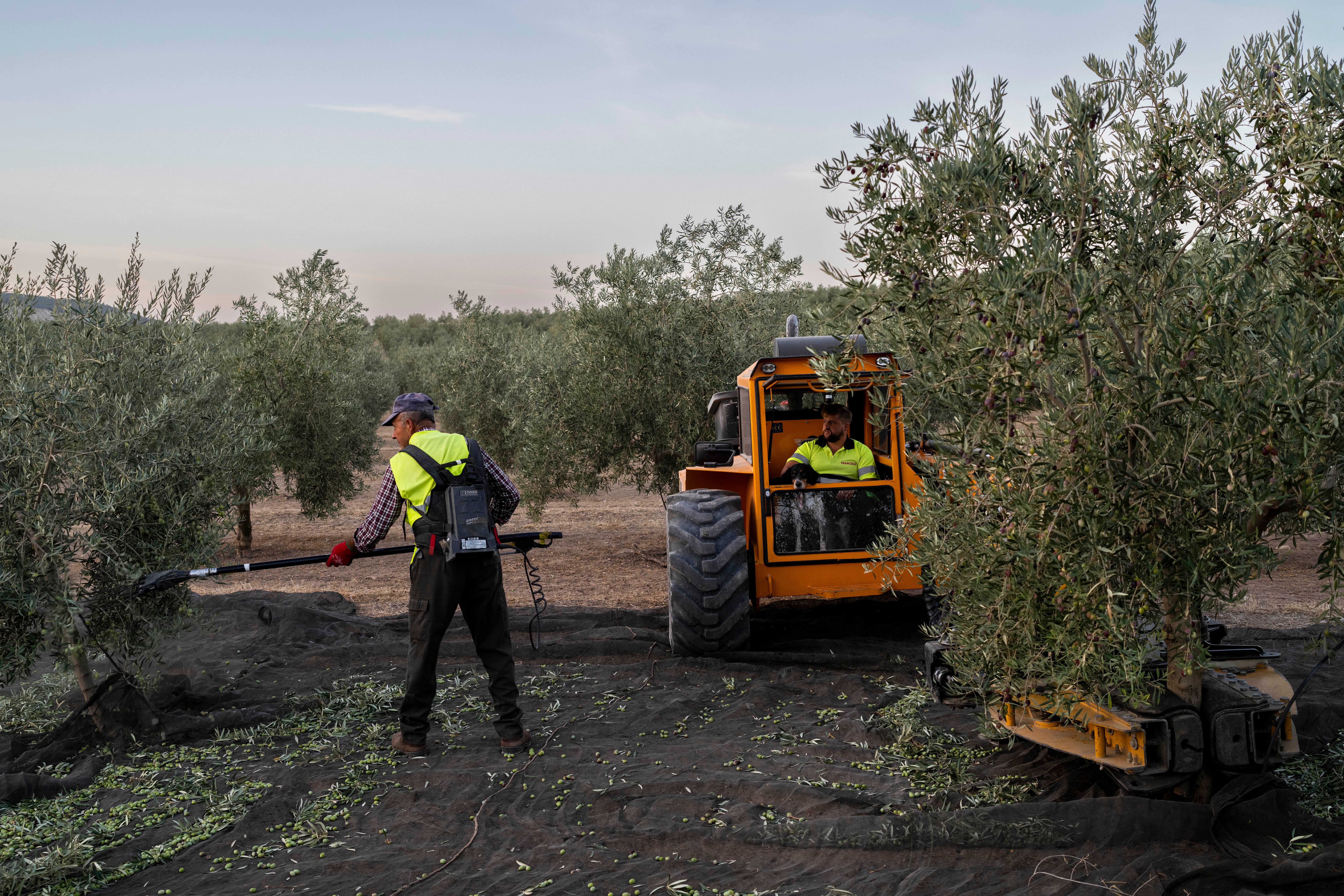 Day laborers work at the olive harvest in the southern town of Quesada, a rural community in the heartland of Spain