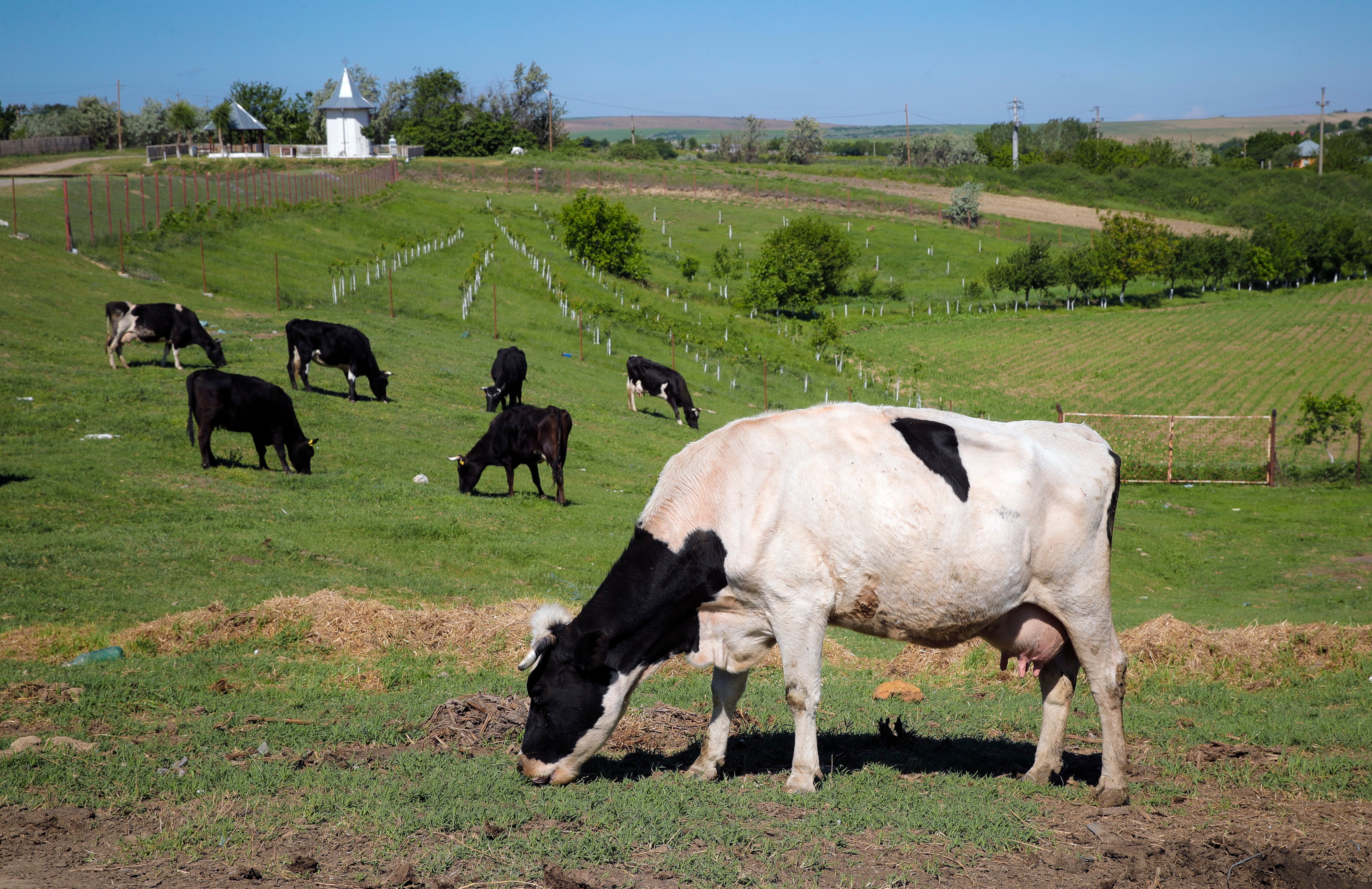 Denmark will impose cattle farmers with a tax on livestock carbon dioxide emissions from 2030, claiming it will be the first country to do so, in a move to reduce greenhouse gas emissions from each of their cows. (AP Photo/Vadim Ghirda, File)