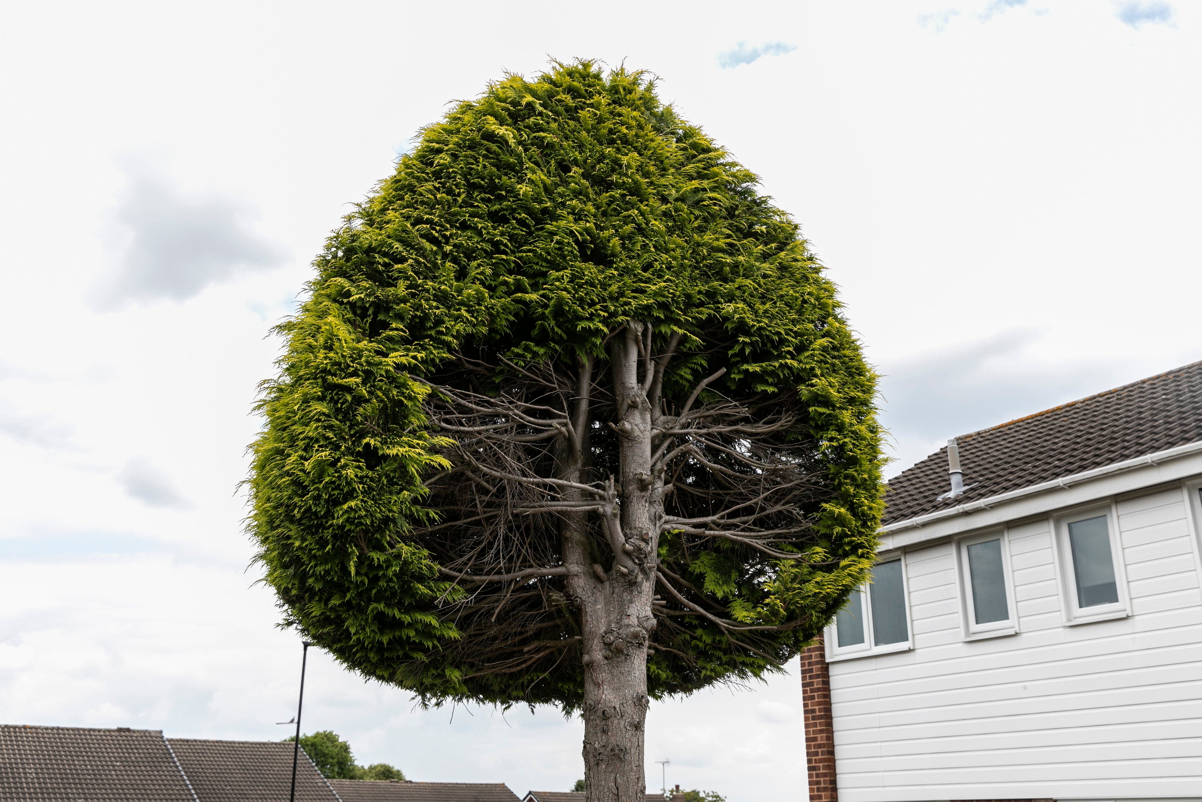 A tree chopped in half by an angry retired couple in a bitter boundary feud has since become an unlikely tourist attraction