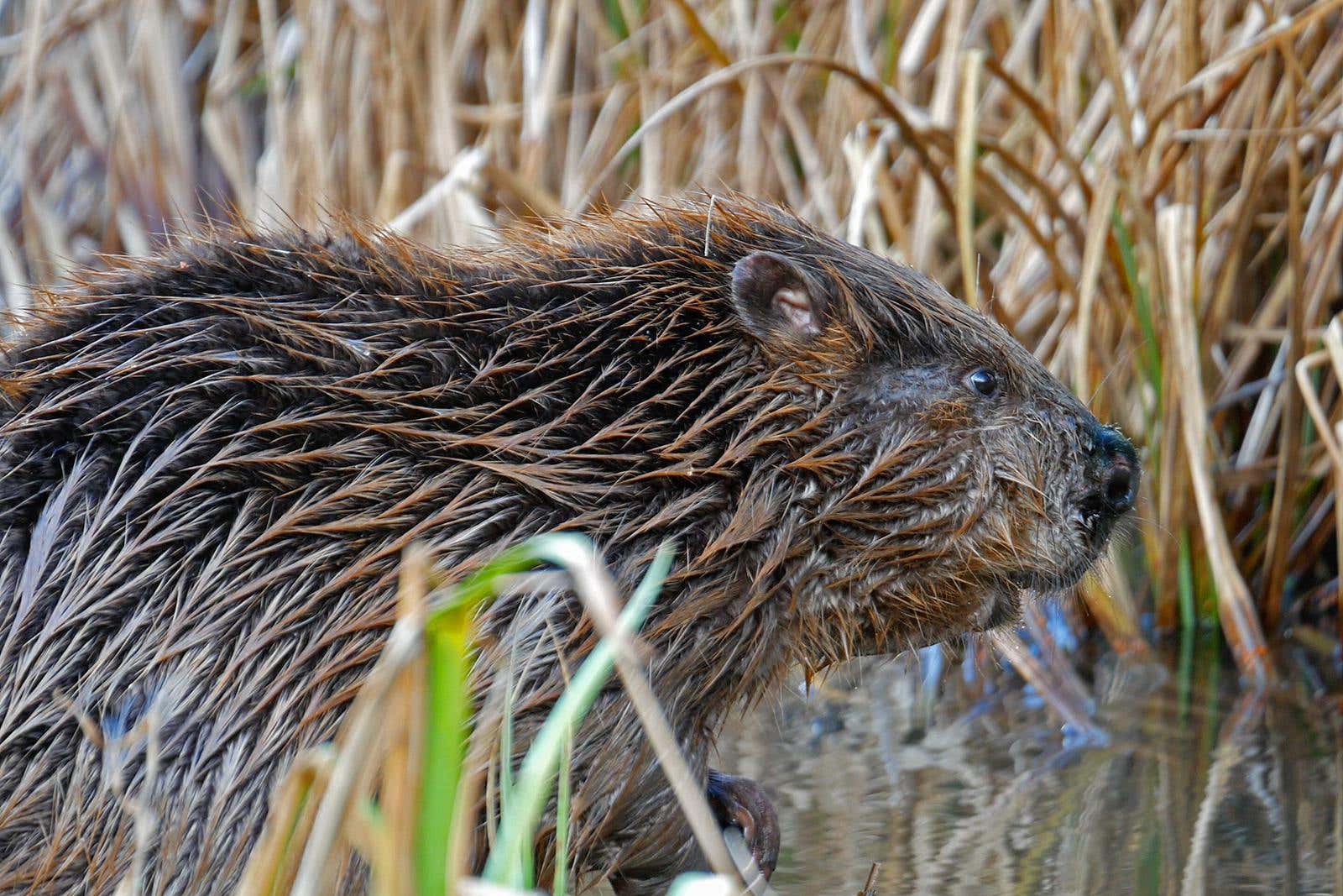 Eurasian beavers have been found to be living on the River Stour in Dorset (James Burland/Dorset Wildflife Trust/PA)