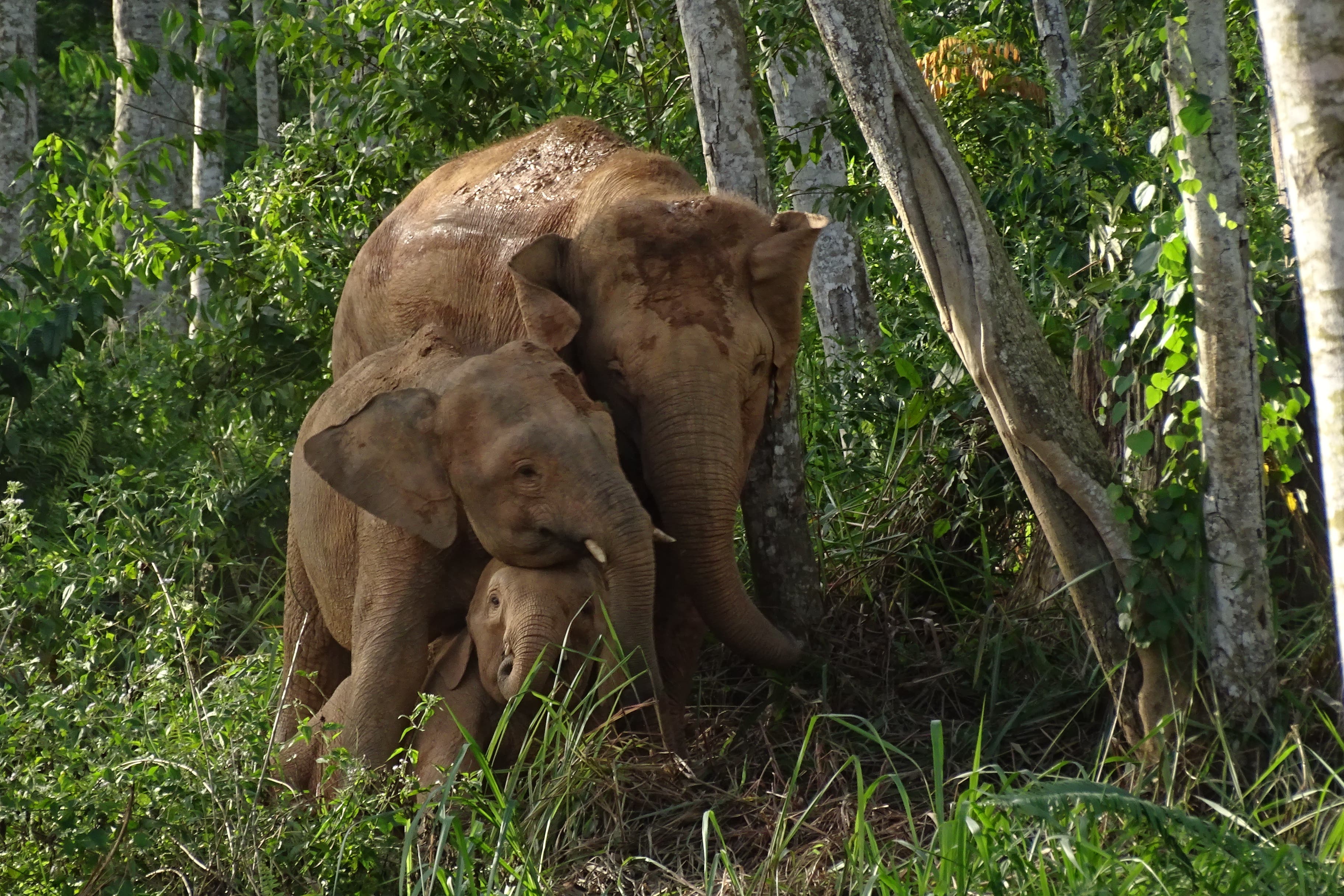 Bornean elephants have been classed as endangered in their first assessment on the IUCN Red List (Cheryl Cheah/WWF – Malaysia/PA)