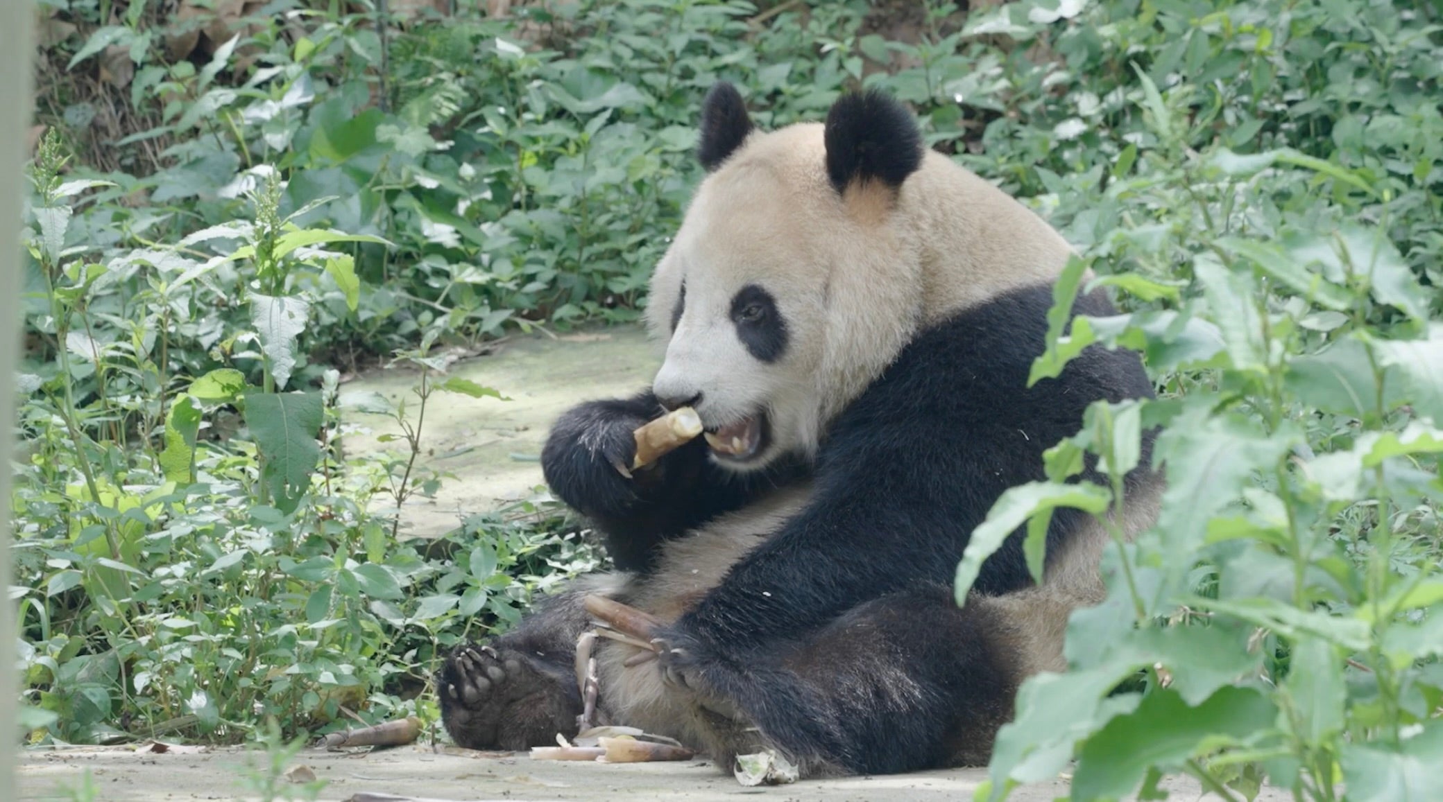 Two pandas are on their way to the San Diego Zoo marking an end to the speculation about whether the facility would host the bears in the foreseeable future.