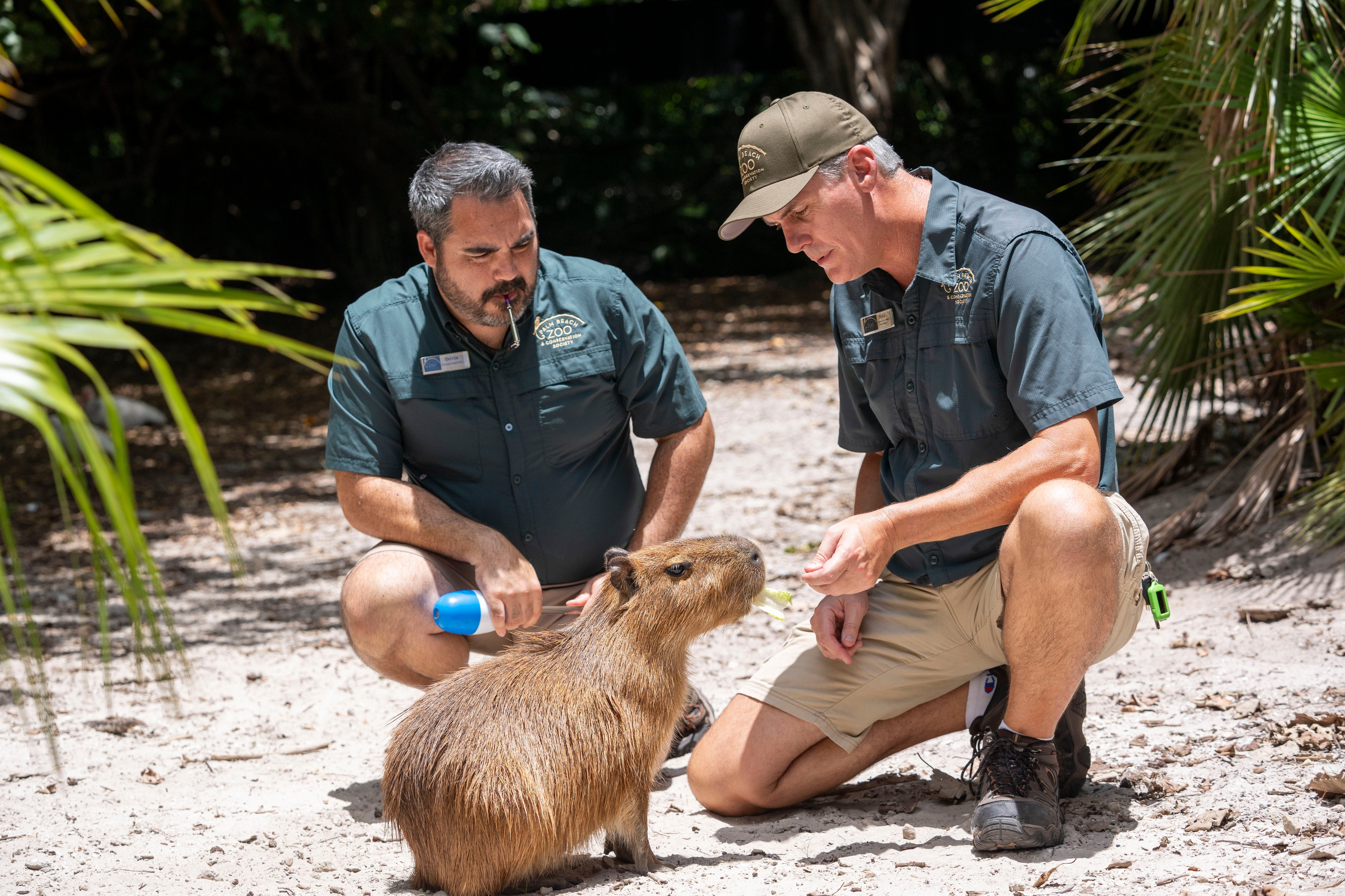 Florida Capybara Breeding