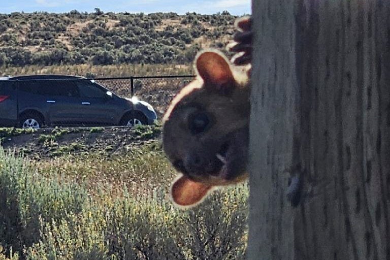 A kinkajou was rescued from a dusty rest stop in Washington state, officials said