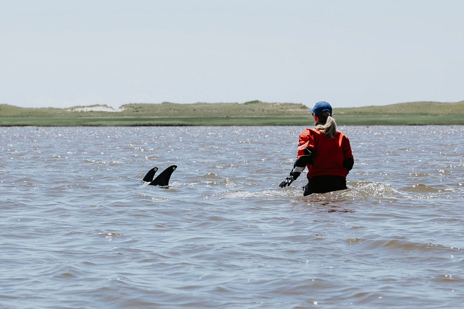 Stranded Dolphins