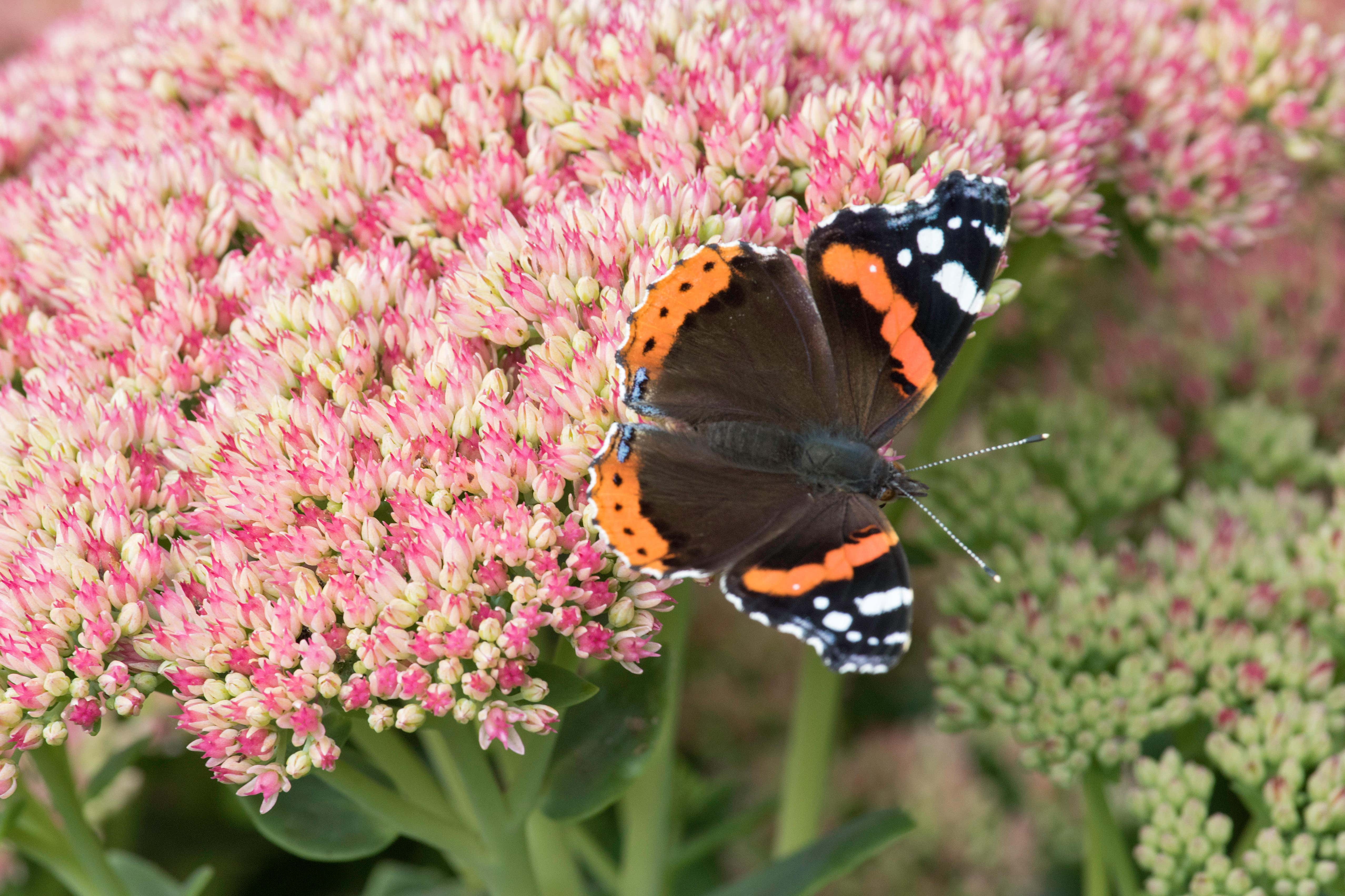 How to attract beautifully coloured butterflies to your garden (Alamy/PA)
