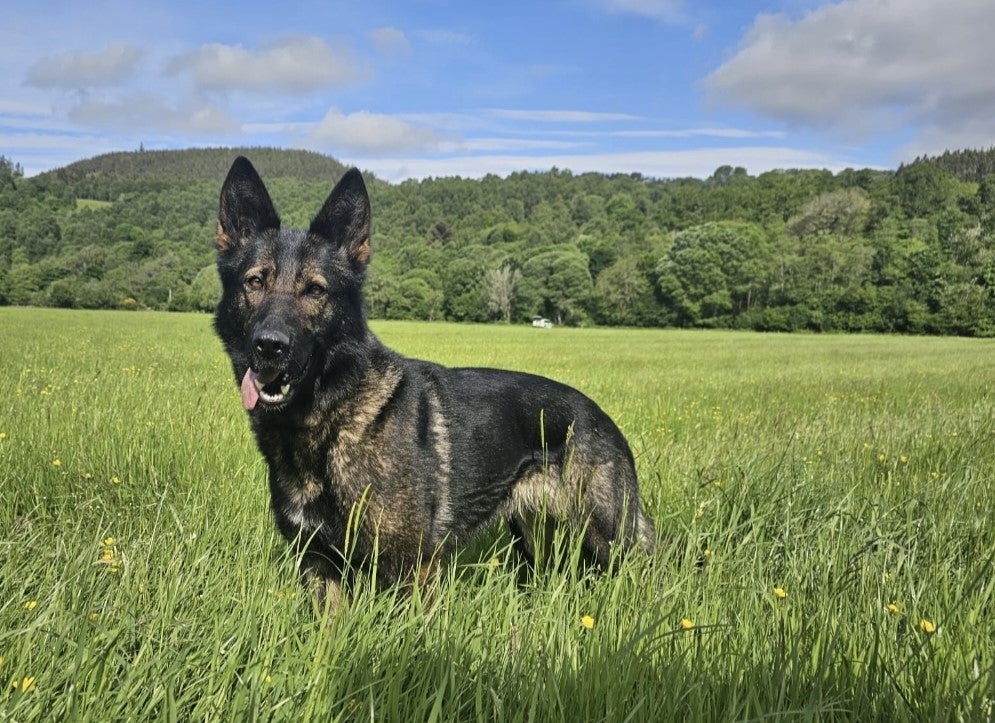 Police Dog Fergie