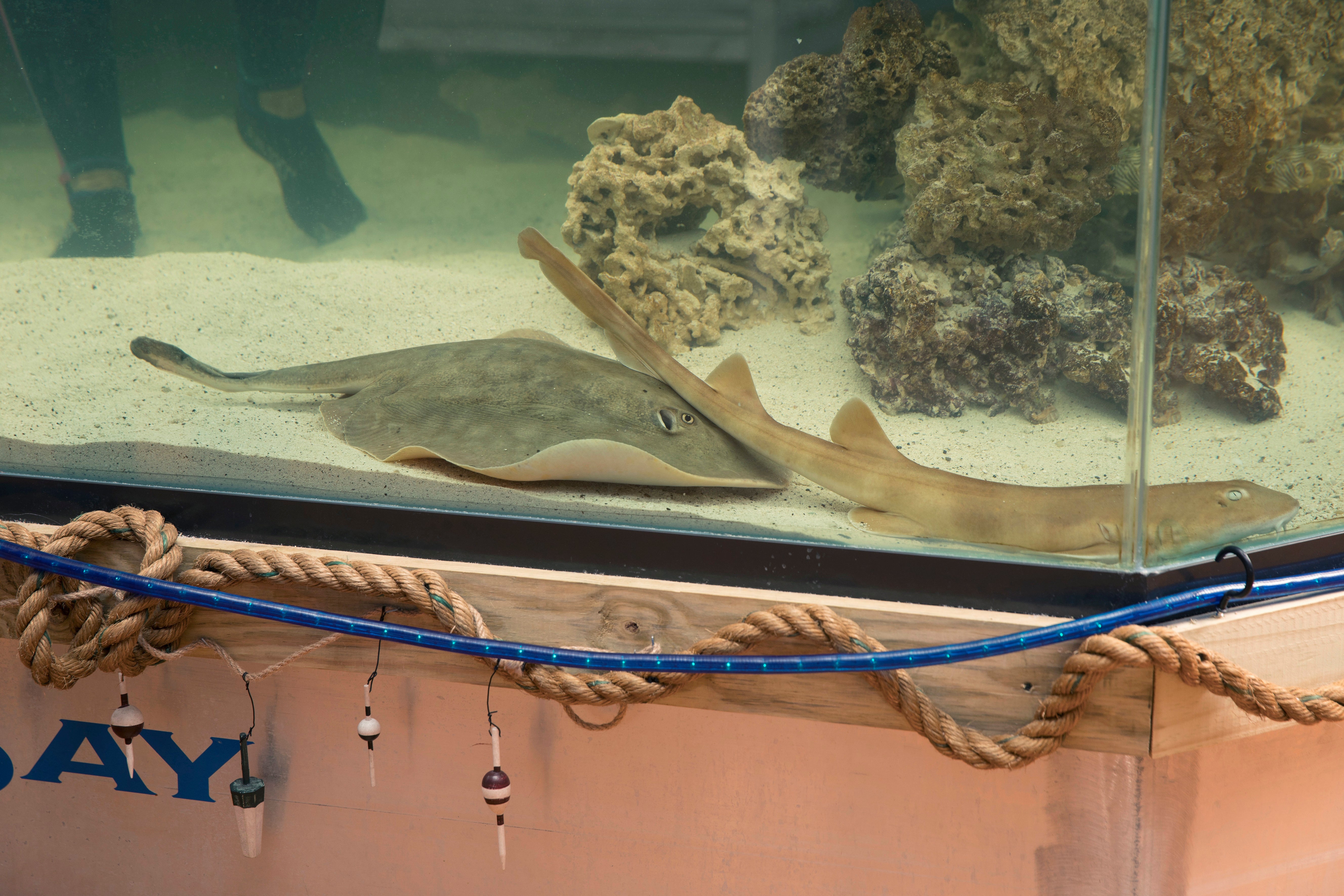 Charlotte, a round stingray, became pregnant