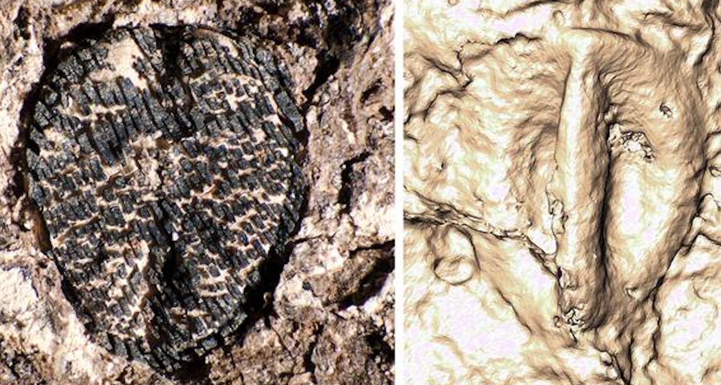 Fossil accompanied with CT scan reconstruction