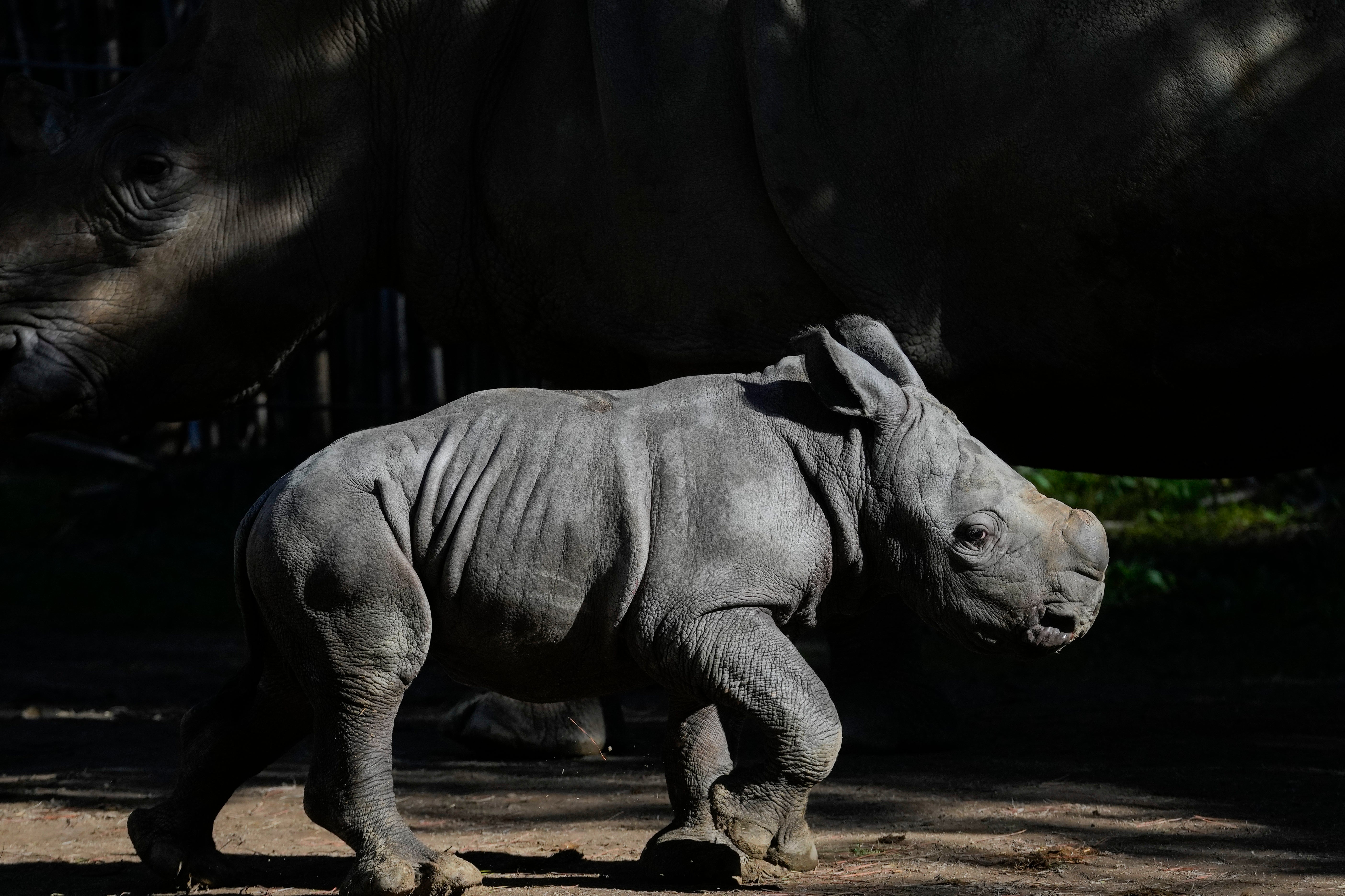 Chile Zoo White Rhino