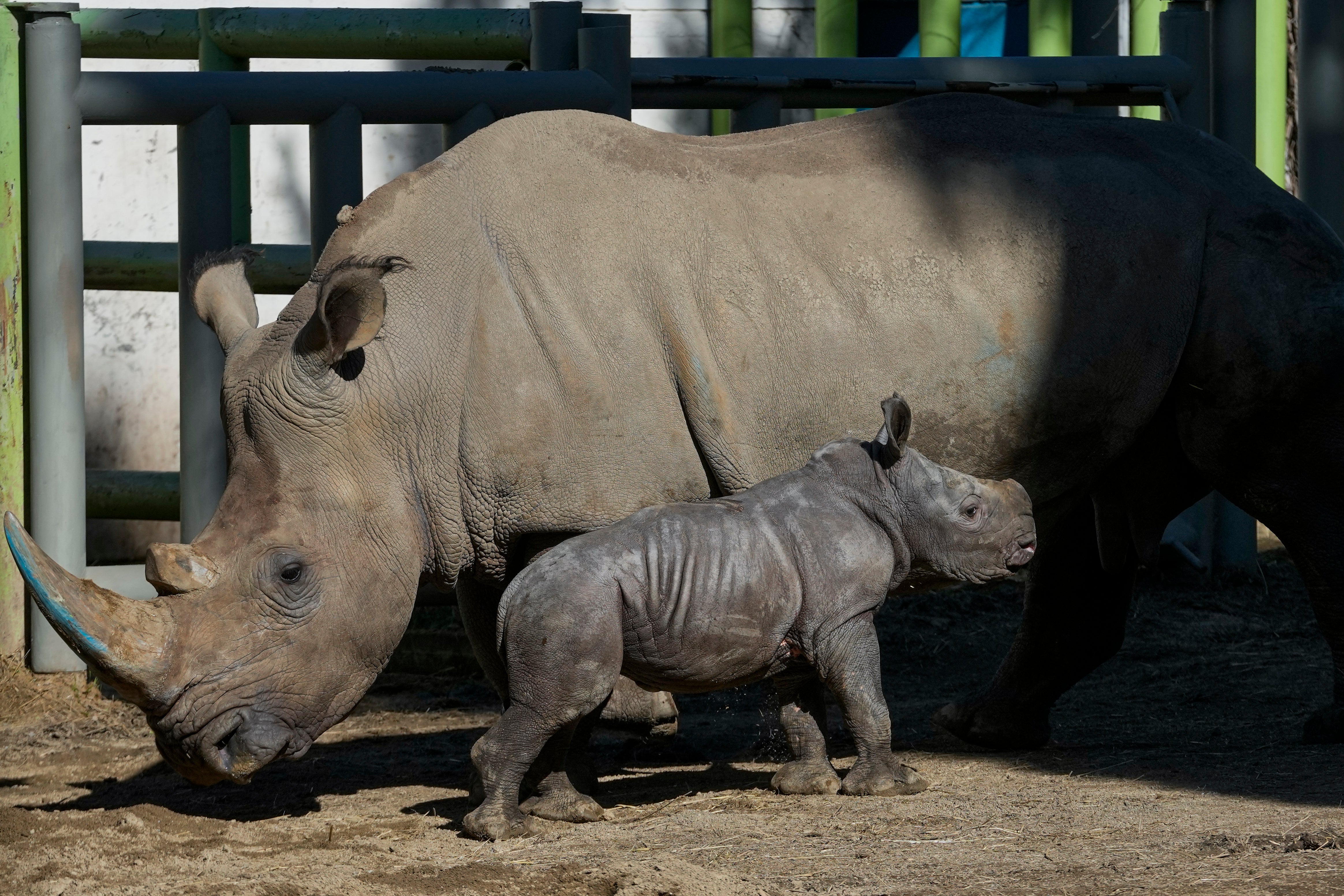 Chile Zoo White Rhino