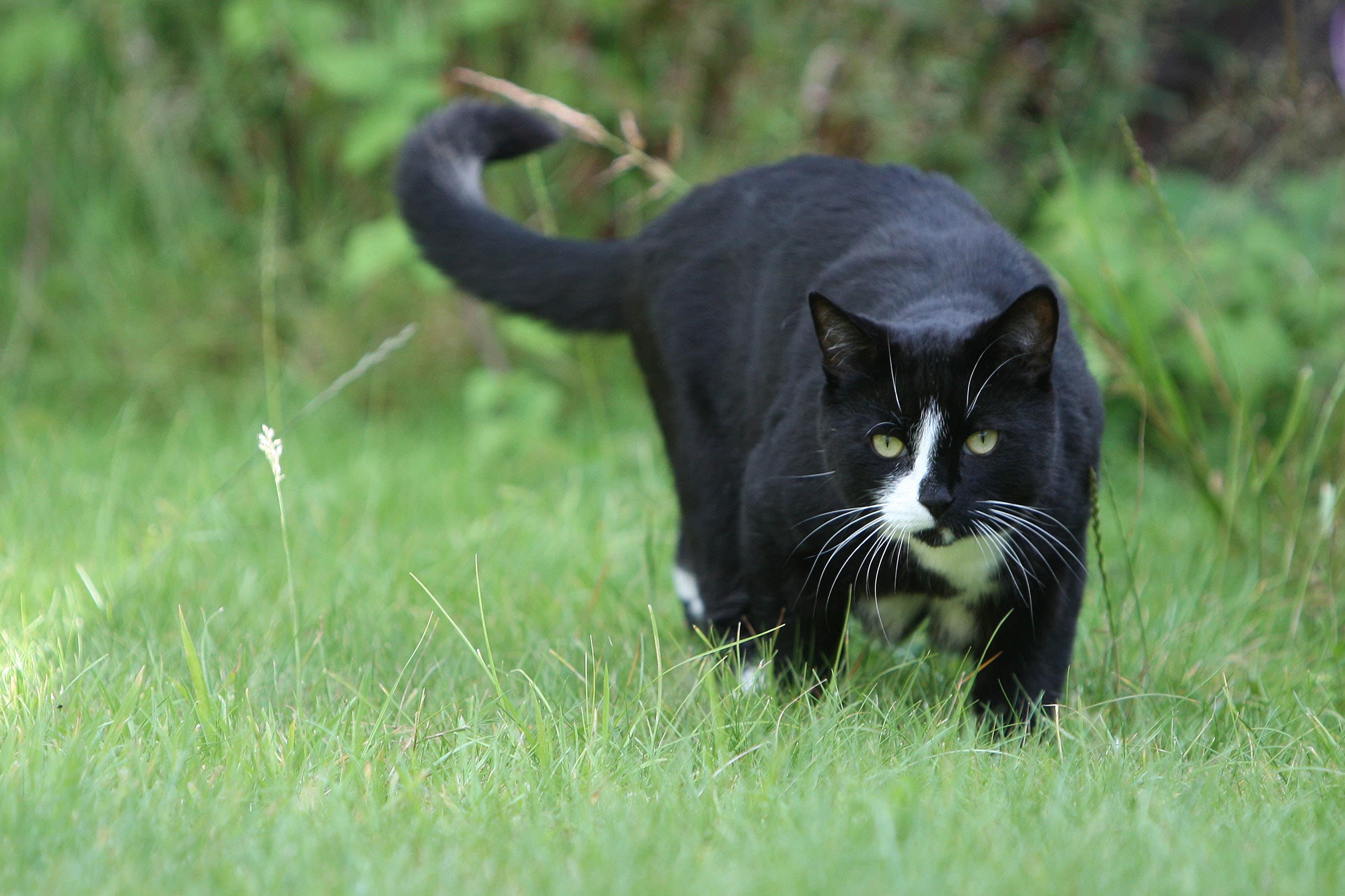 Scientists pinpoint strategies to stop cats from scratching your furniture (Steve Parsons/PA)