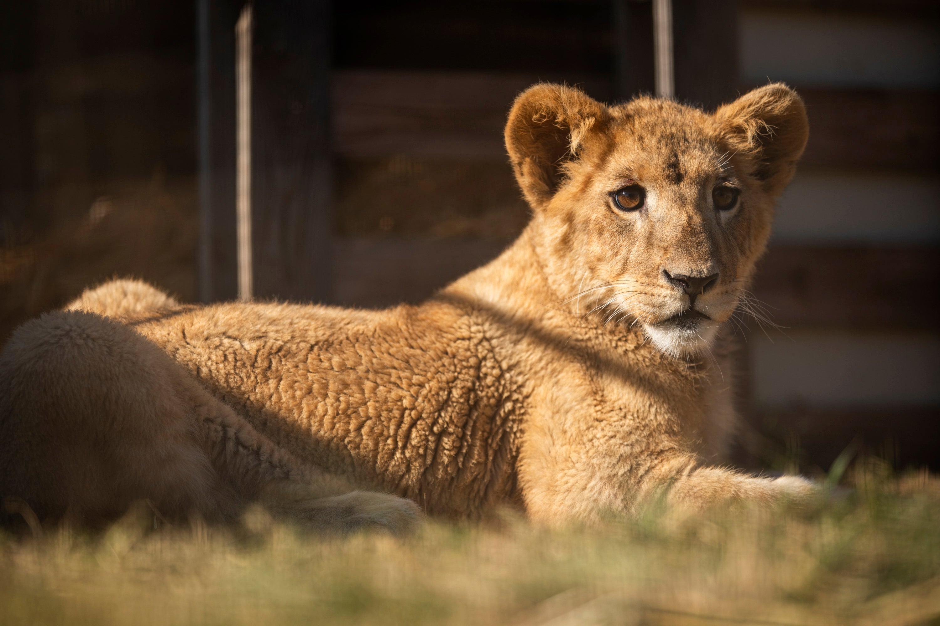 South Africa Rescued Lion Cub