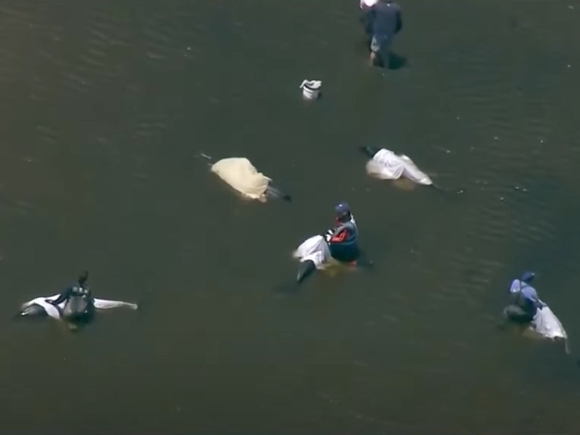 Rescuers assist stranded dolphins caught off the coast of Cape Cod. Approximately 125 dolphins were stranded in late June, but rescuers managed to save all but 13 of the animals