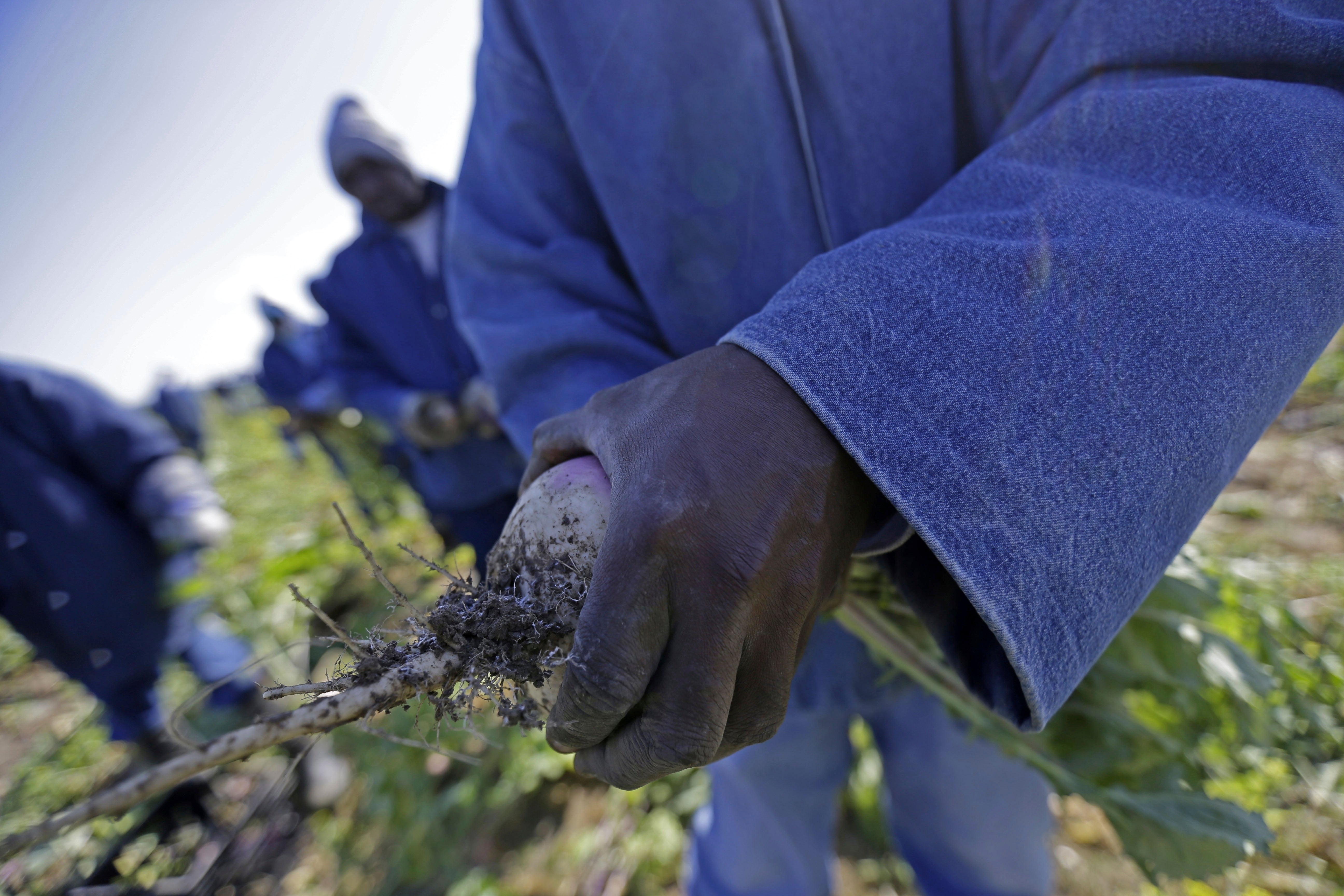 Prison to Plate Inmate Labor Heat