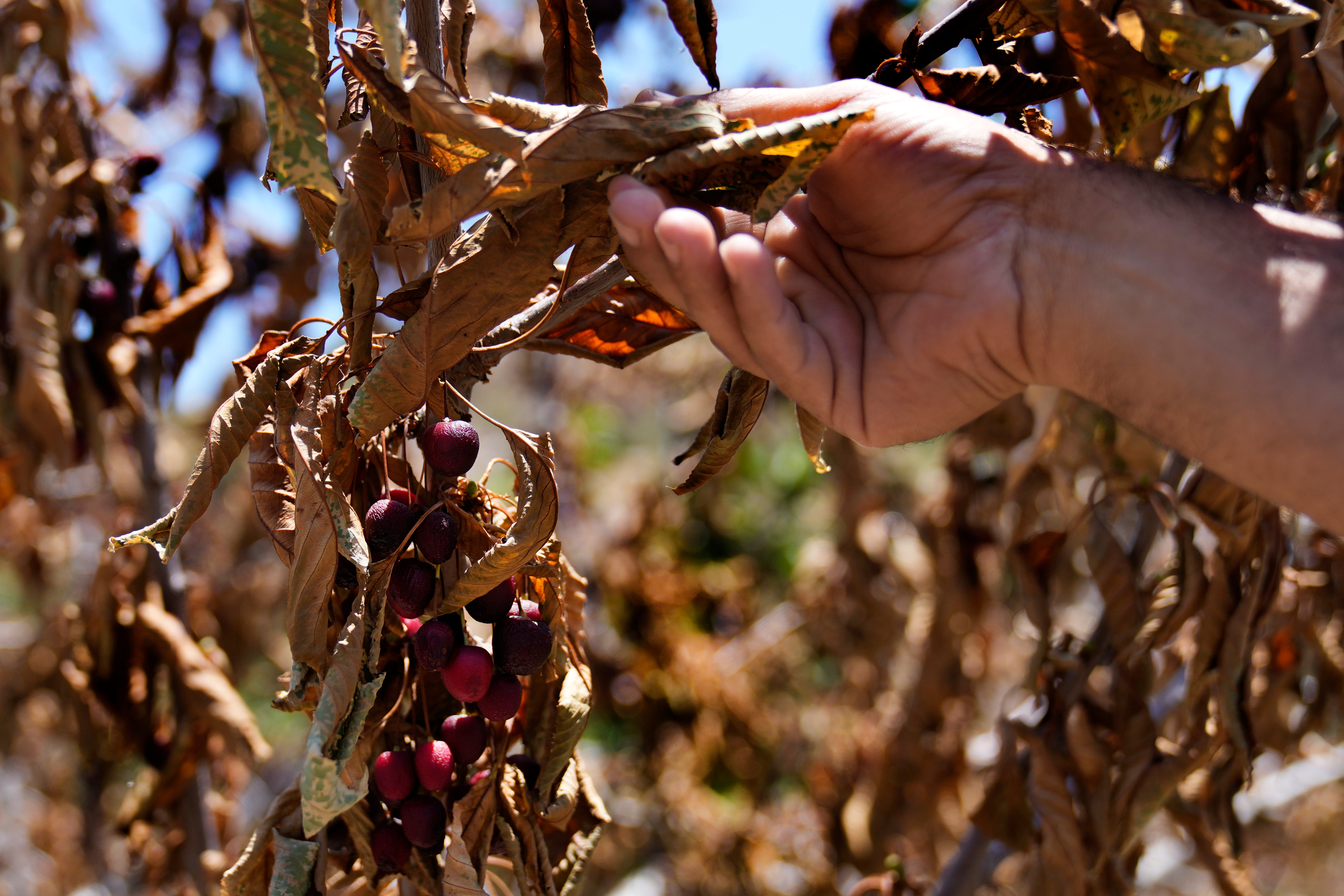 Lebanon Israel Fires