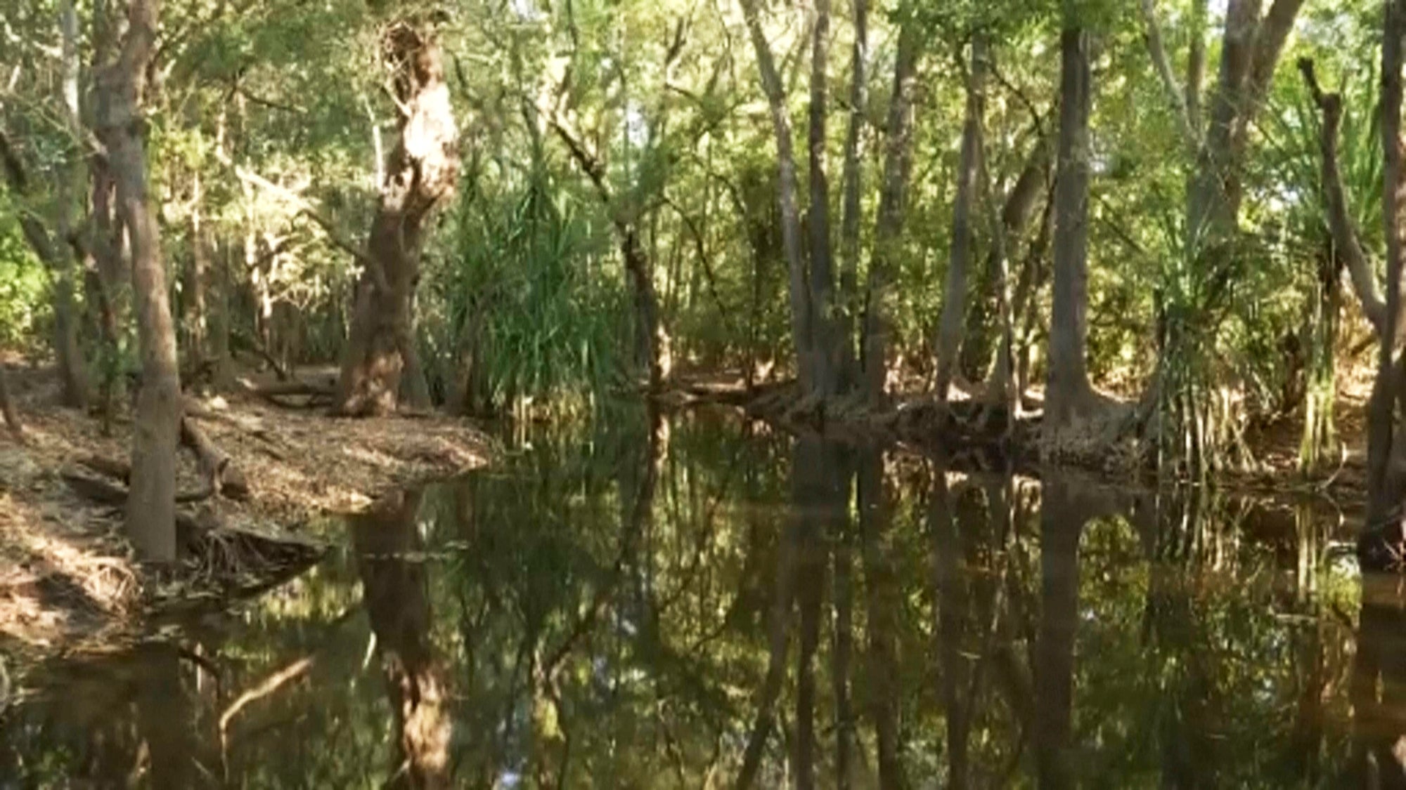 Australia Crocodile Attack