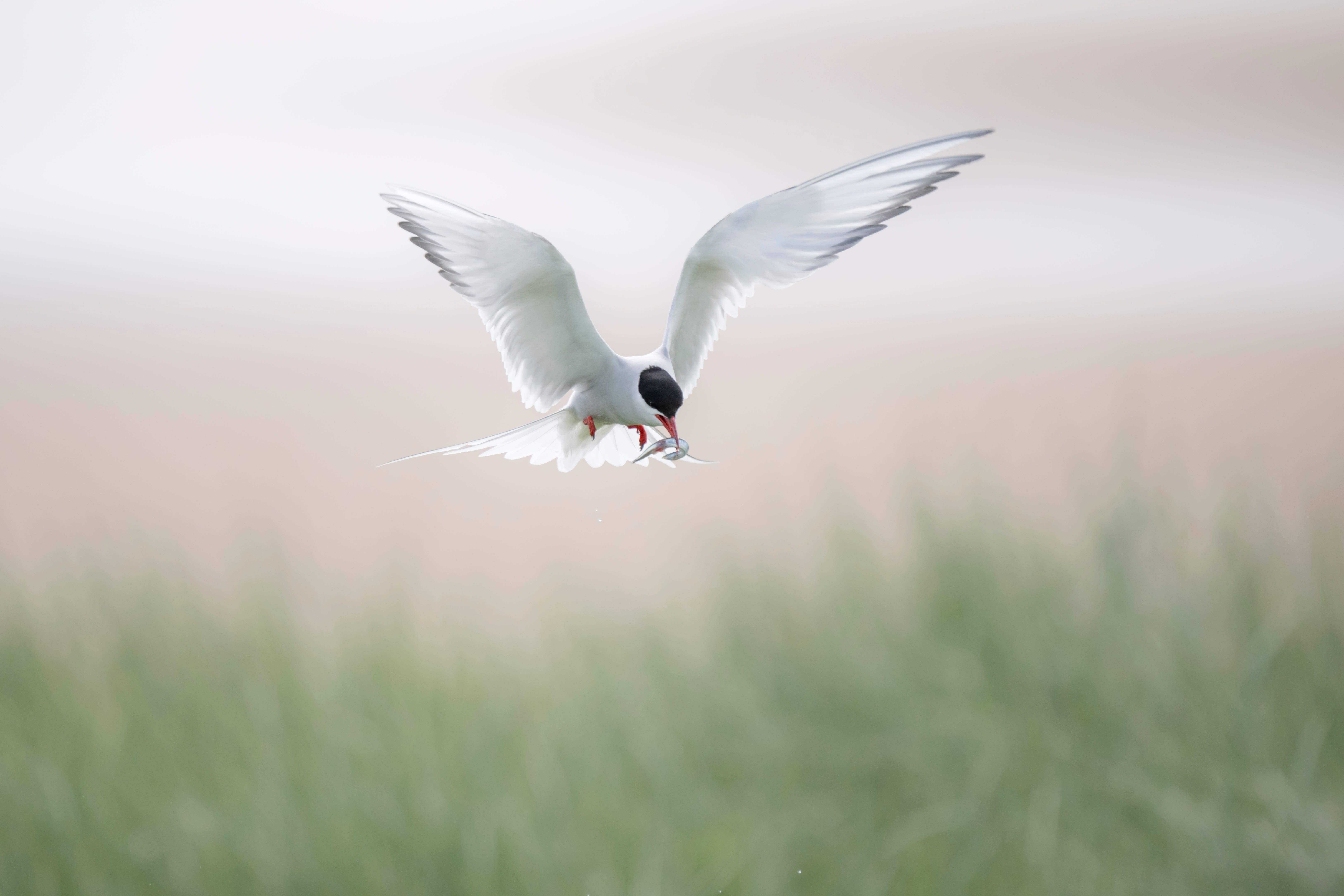 An arctic tern at Long Nanny off the coast of Northumberland