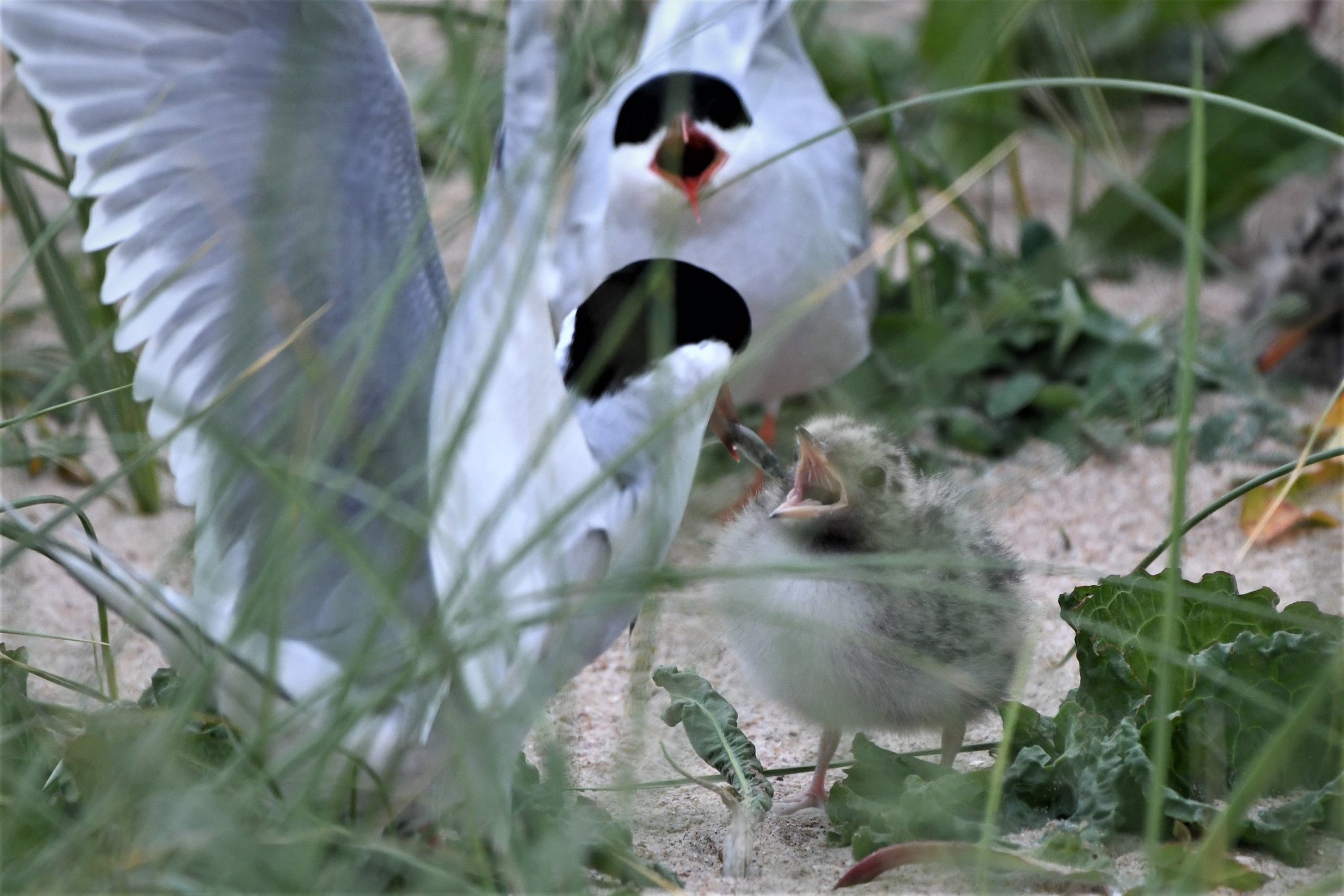 An Arctic tern chick feeding at Long Nanny