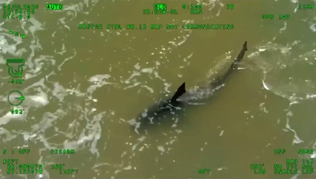 A Texas Department of Public Safety helicopter flying over South Padre Island spotted a shark in the waters after the attacks on Independence Day