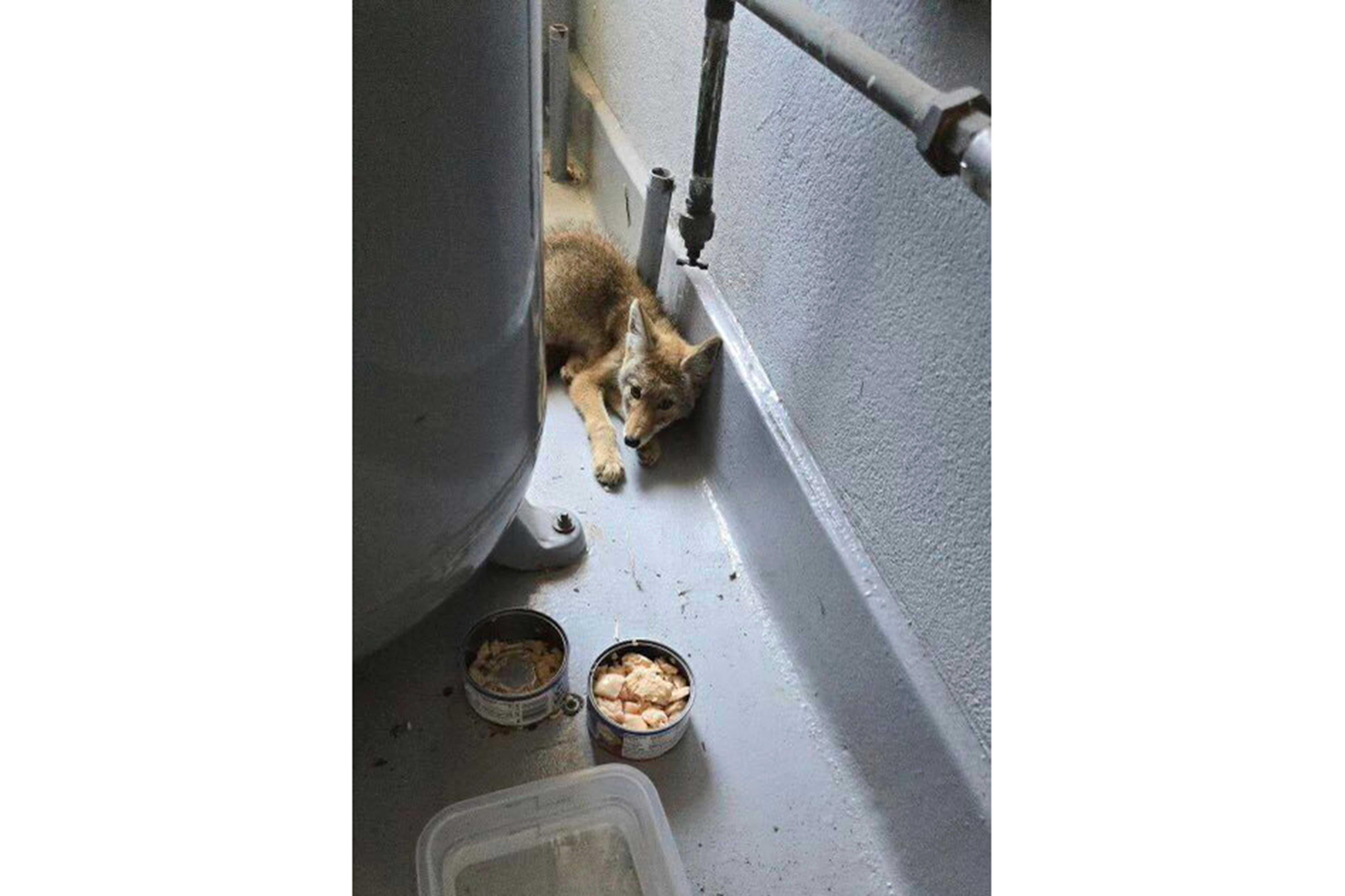 California Coyote Pup Rescue