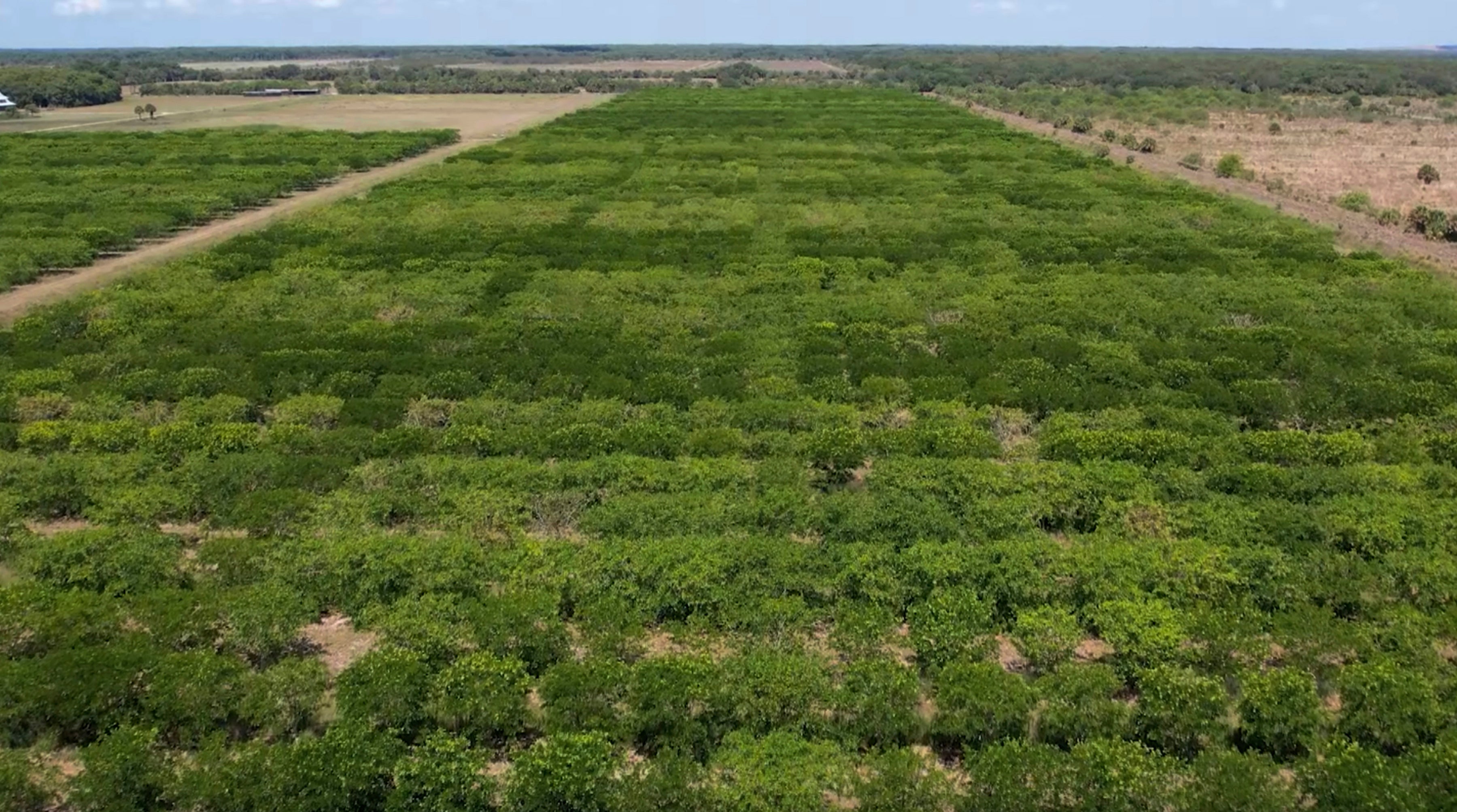 Pongamia trees grow in a former citrus grove, Thursday, June 6, 2024, in St. Lucie County