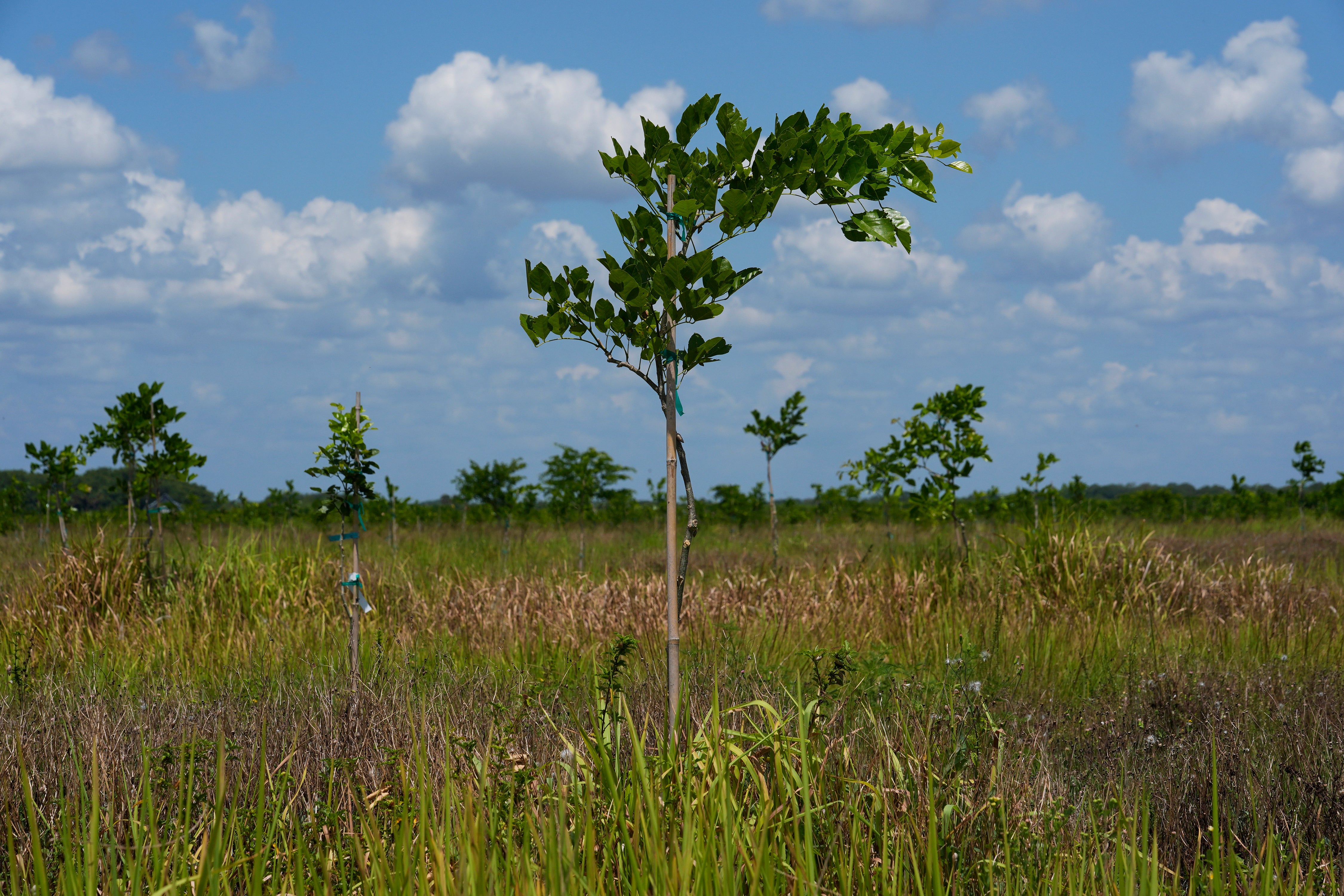 Young pongamia trees grow in a grove in St. Lucie County