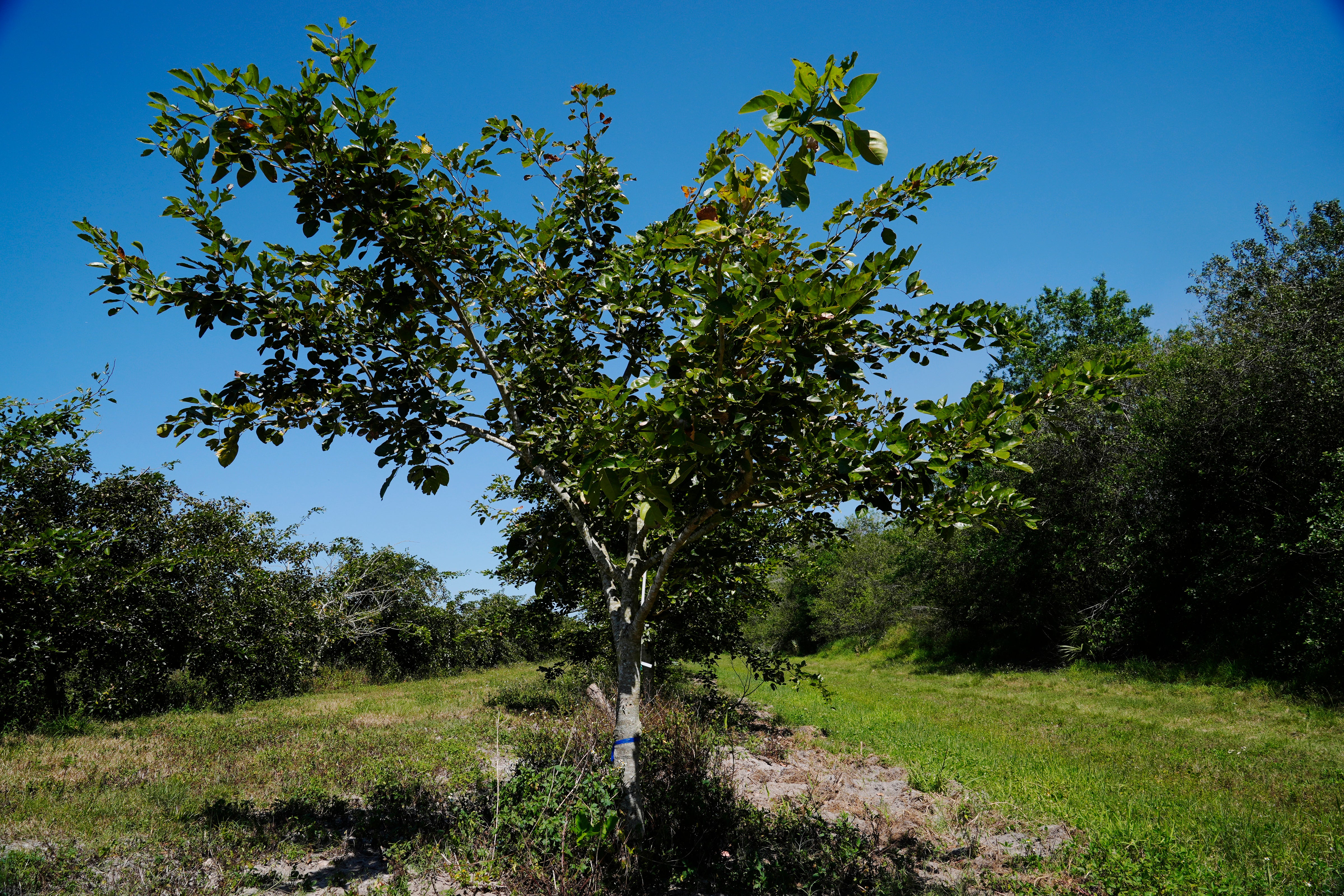 Pongamia trees grow in a grove in St. Lucie County