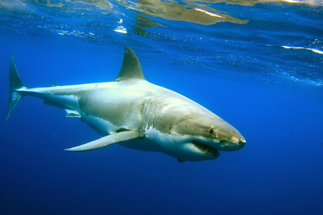 Michael Trainor was attacked by a great white shark in California in October 2022.