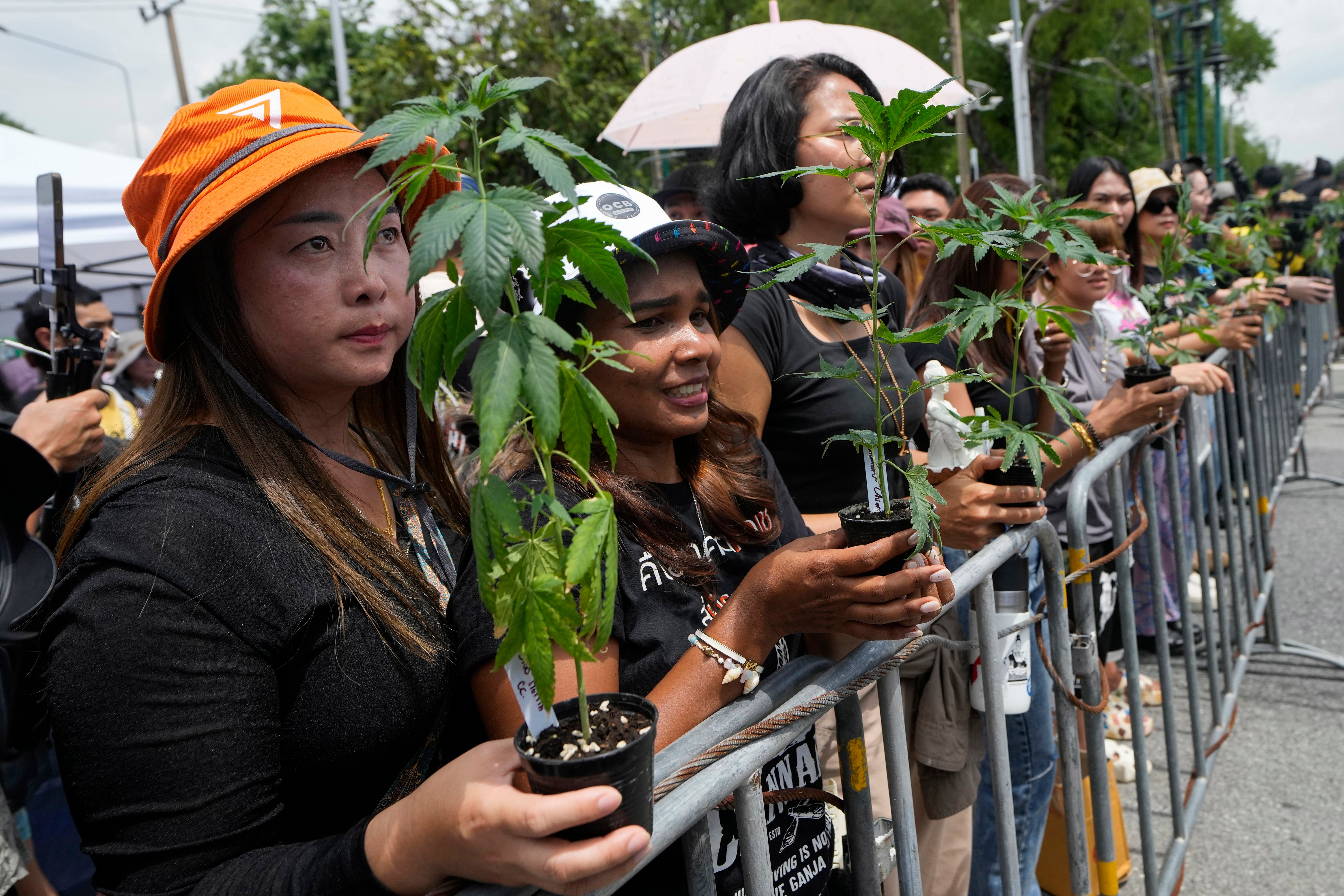 Cannabis activists and entrepreneurs hold cannabis plants in front of Government House in Bangkok in July 2024
