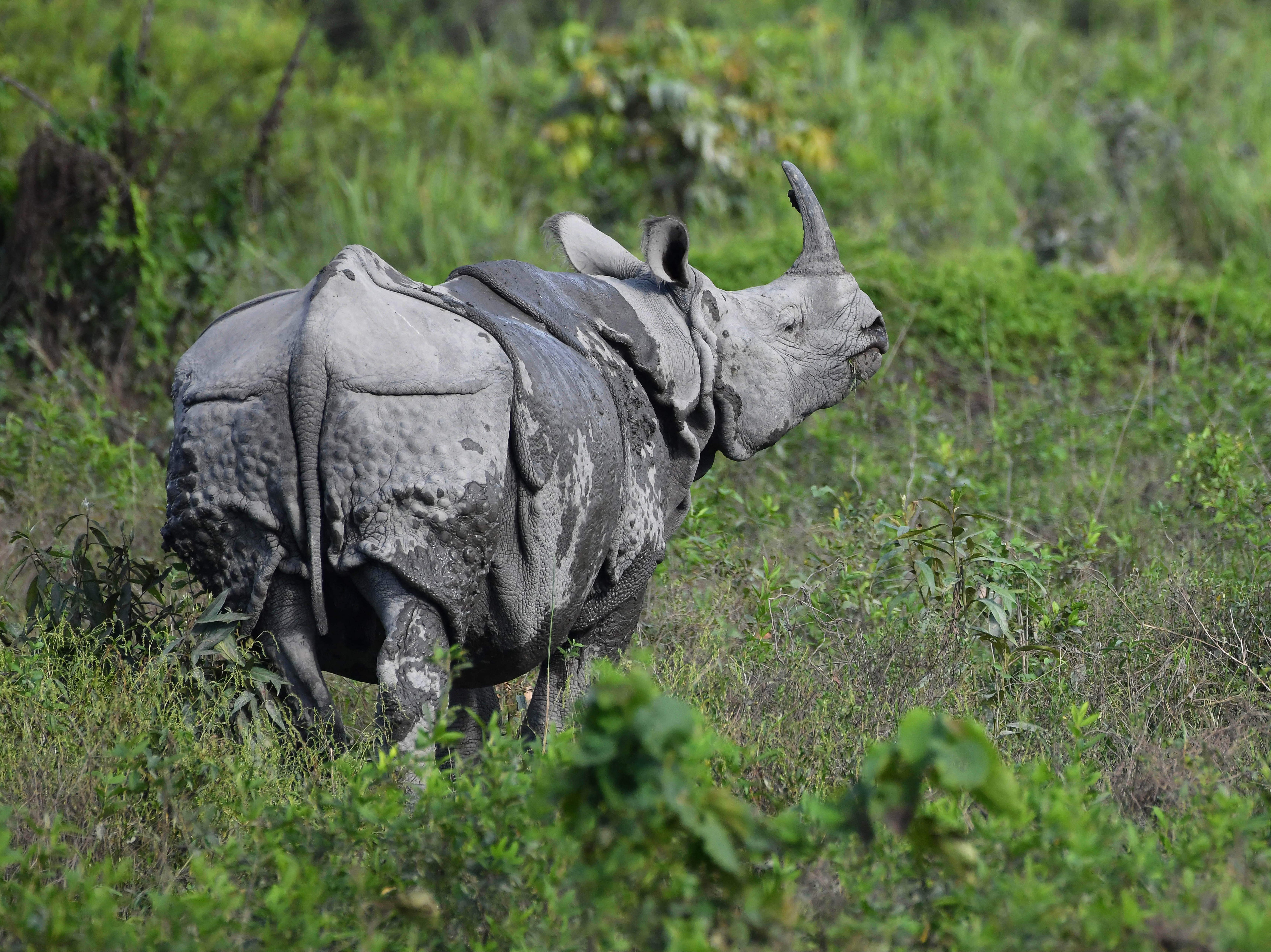 A one-horned rhino grazing in Kaziranga park in Assam, India