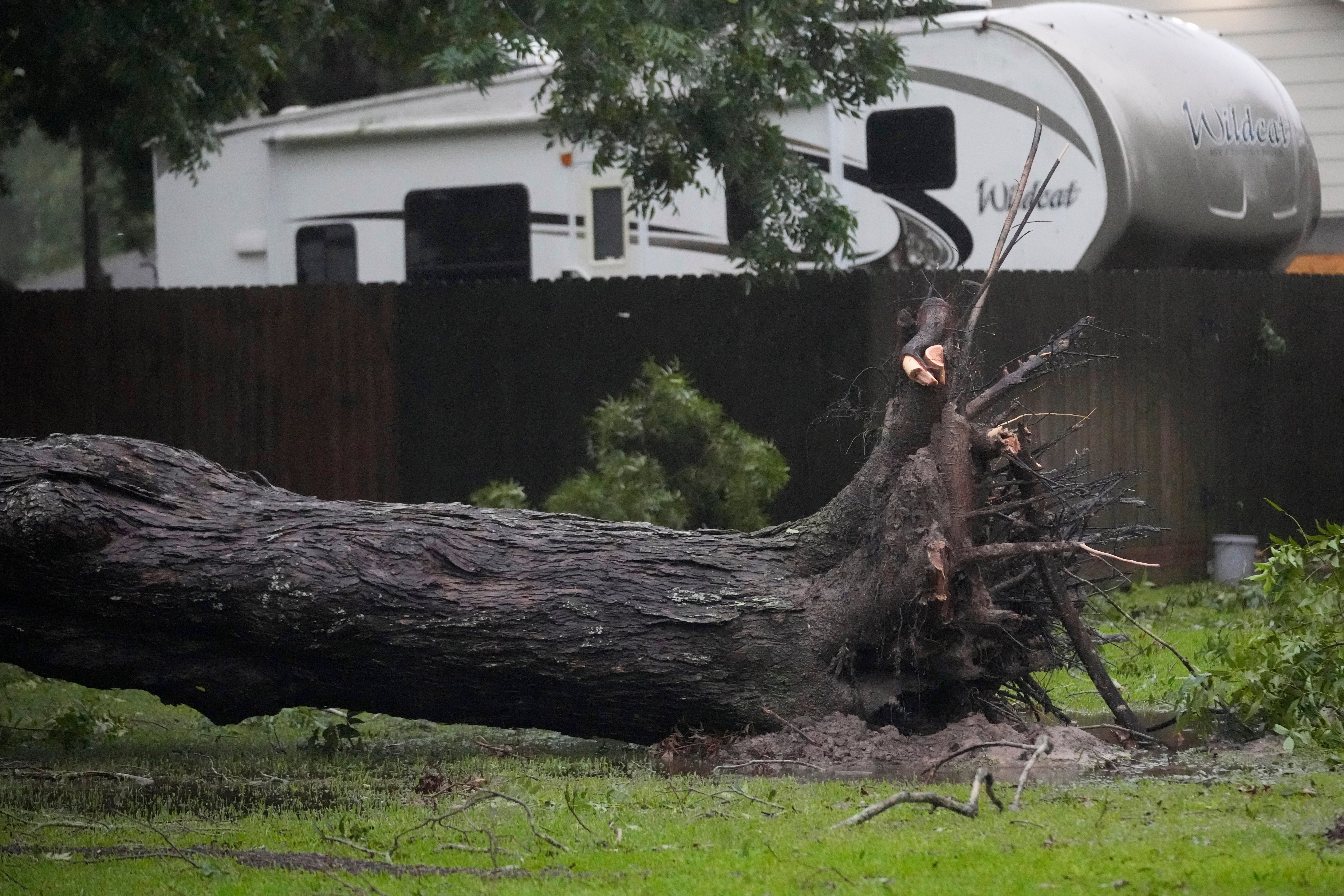 A tree uprooted by the effects of Hurricane Beryl lies in a lawn, Monday, July 8, 2024, in Bay City, Texas