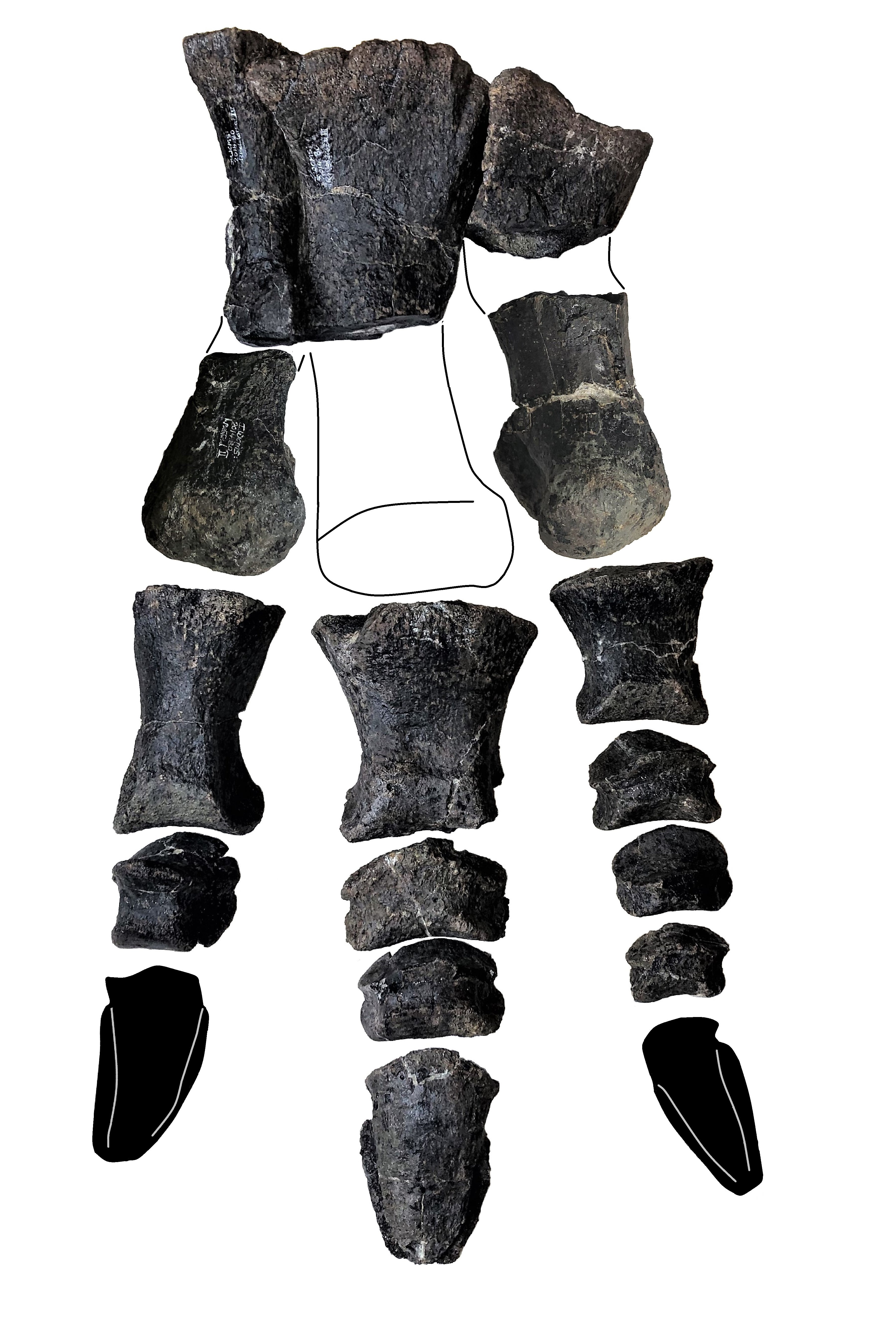 The specimen, unearthed in the cliffs of Compton Bay, represents the most complete dinosaur discovered in the UK in a century, with 149 bones in total, researchers said