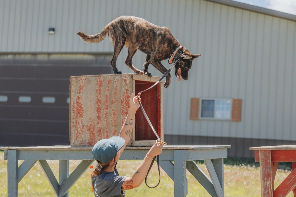 Each individual animal is rigorously trained by Svalinn for two to three years in order to engineer the perfect balance between high-functioning bodyguards and affectionate pets