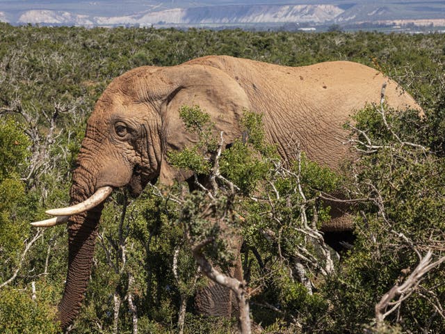 <p>File. An elephant is seen in Addo Elephant National Park in South Africa on 4 April 2023. Representative</p>