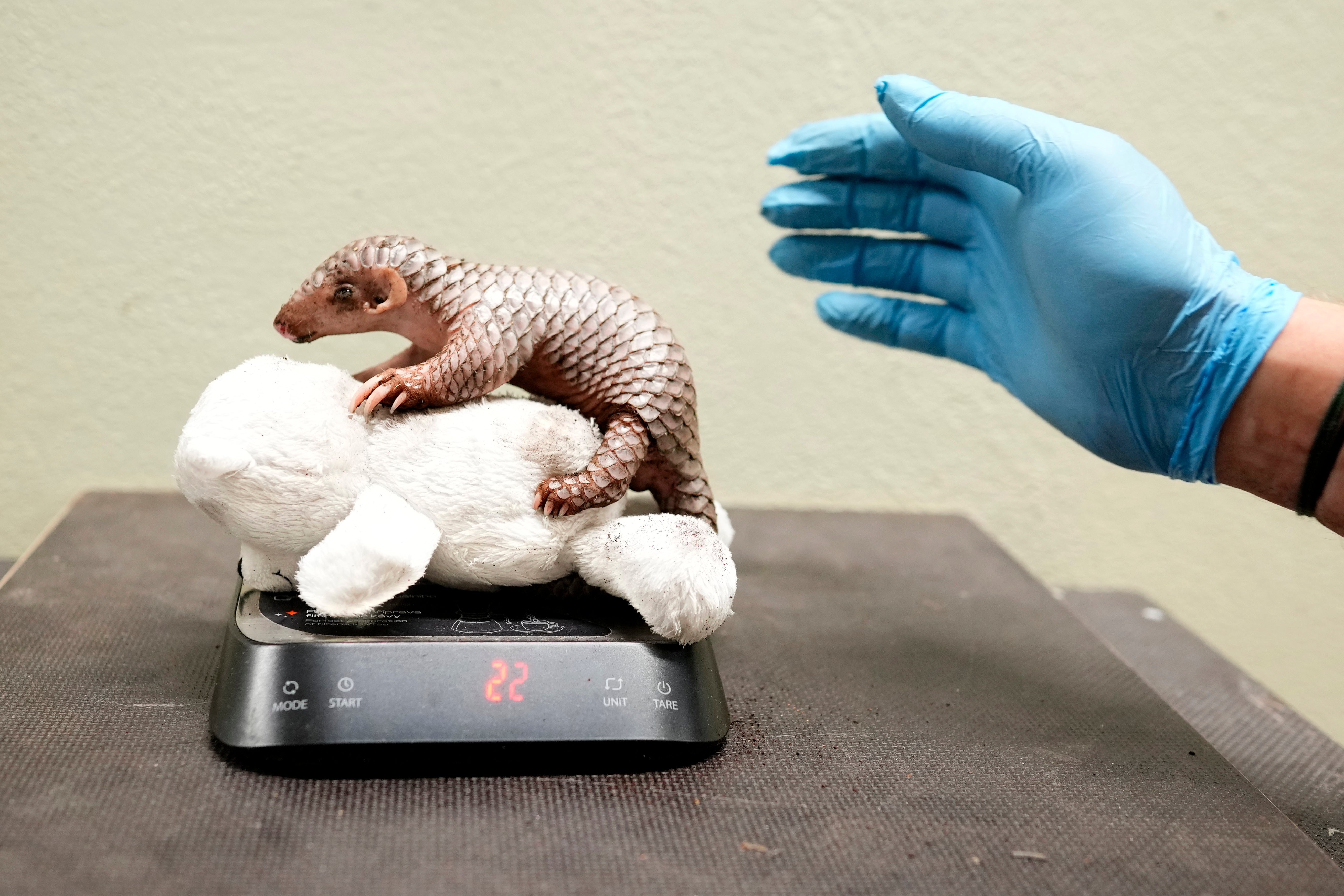 Czech Republic Baby Pangolin