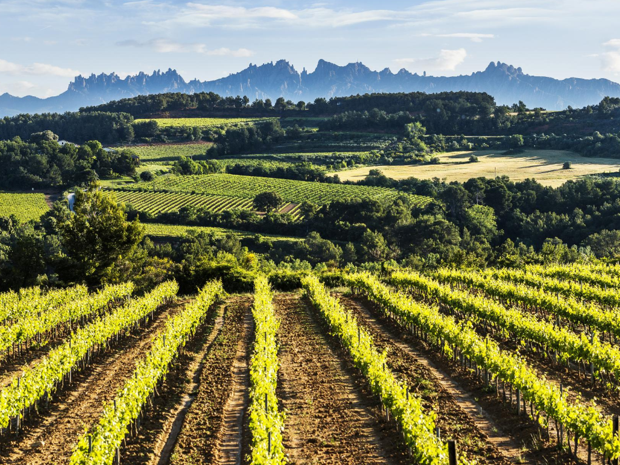 Cava conoisseur? You will be after visiting Penedes