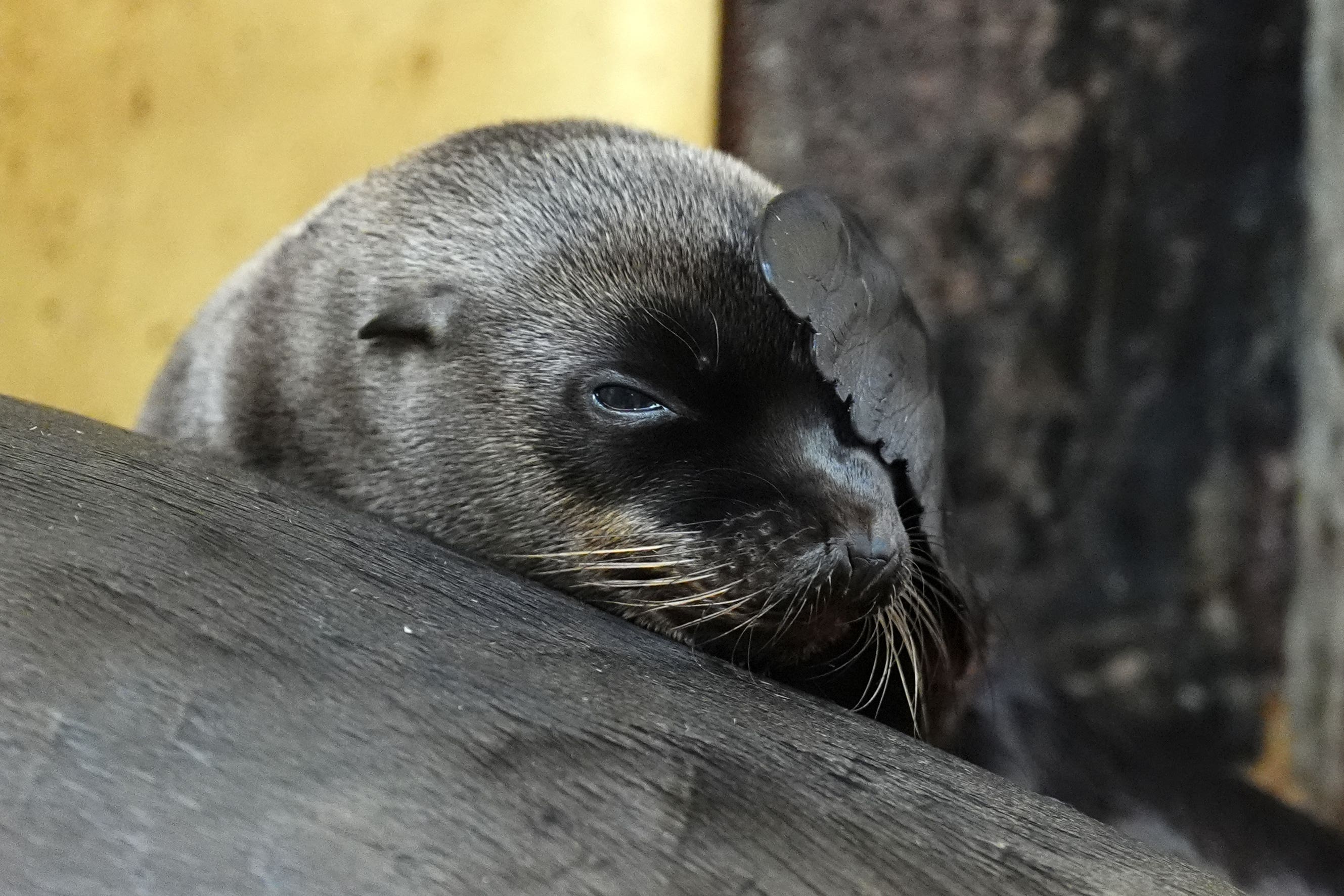 Nessie the sea lion pup shields its eyes from the sun at Blair Drummond safari park (Andrew Milligan/PA)